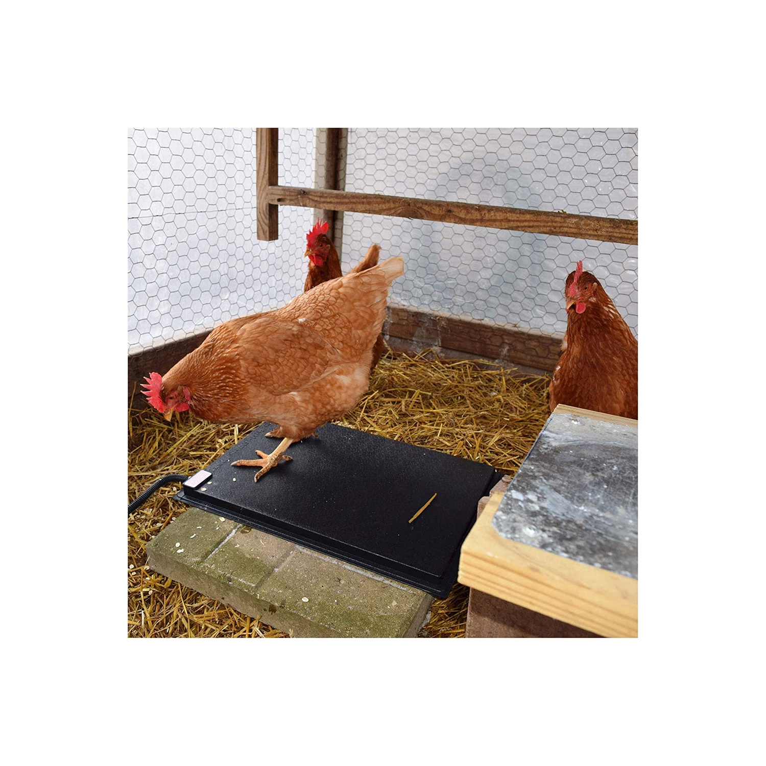 Tapis chauffant pour poulet de 19 x 13 po pour les aires de cuisson et d'imbrication des innovateurs de la ferme