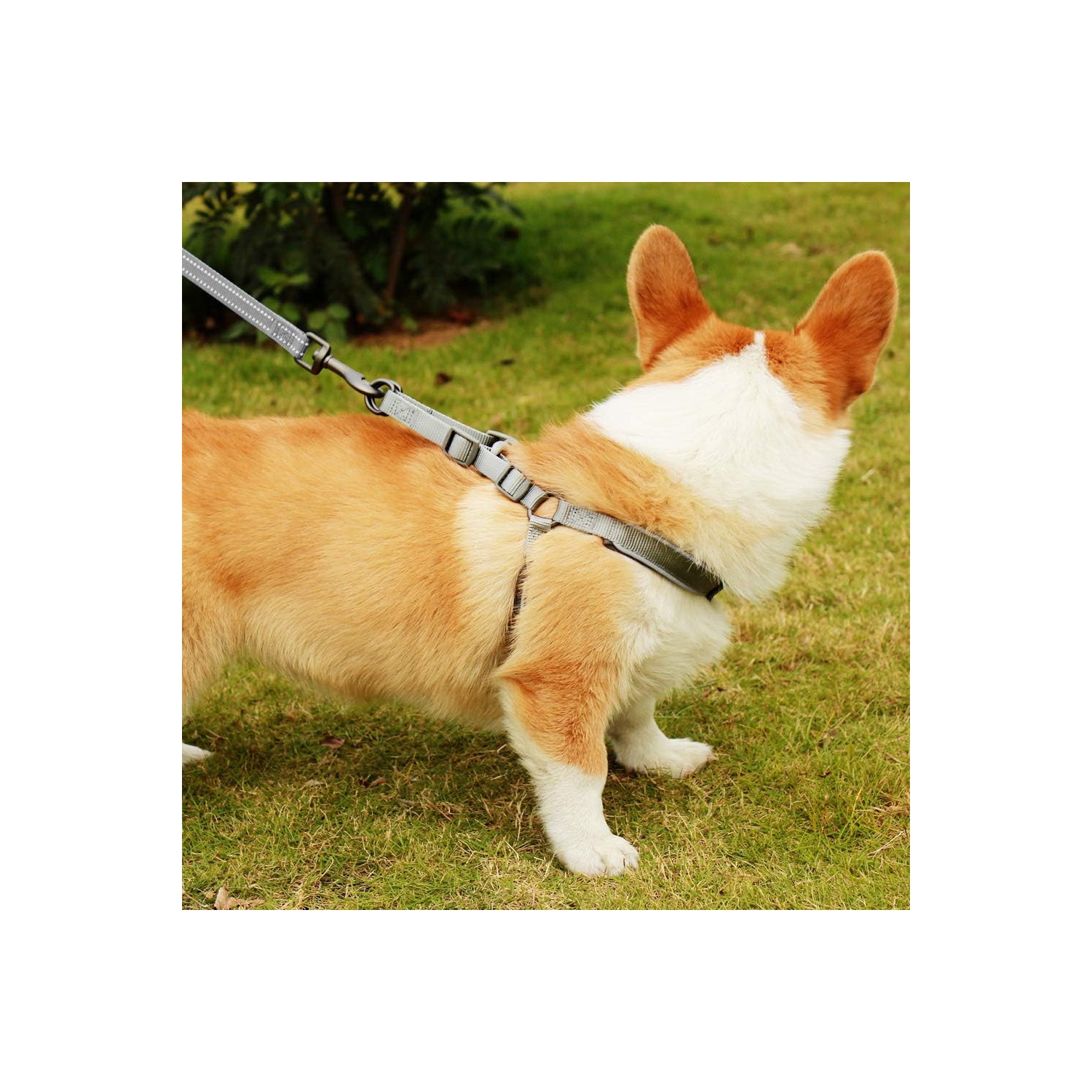 Collier confortable réglable en bambou pour chiens de petits chats et chiots