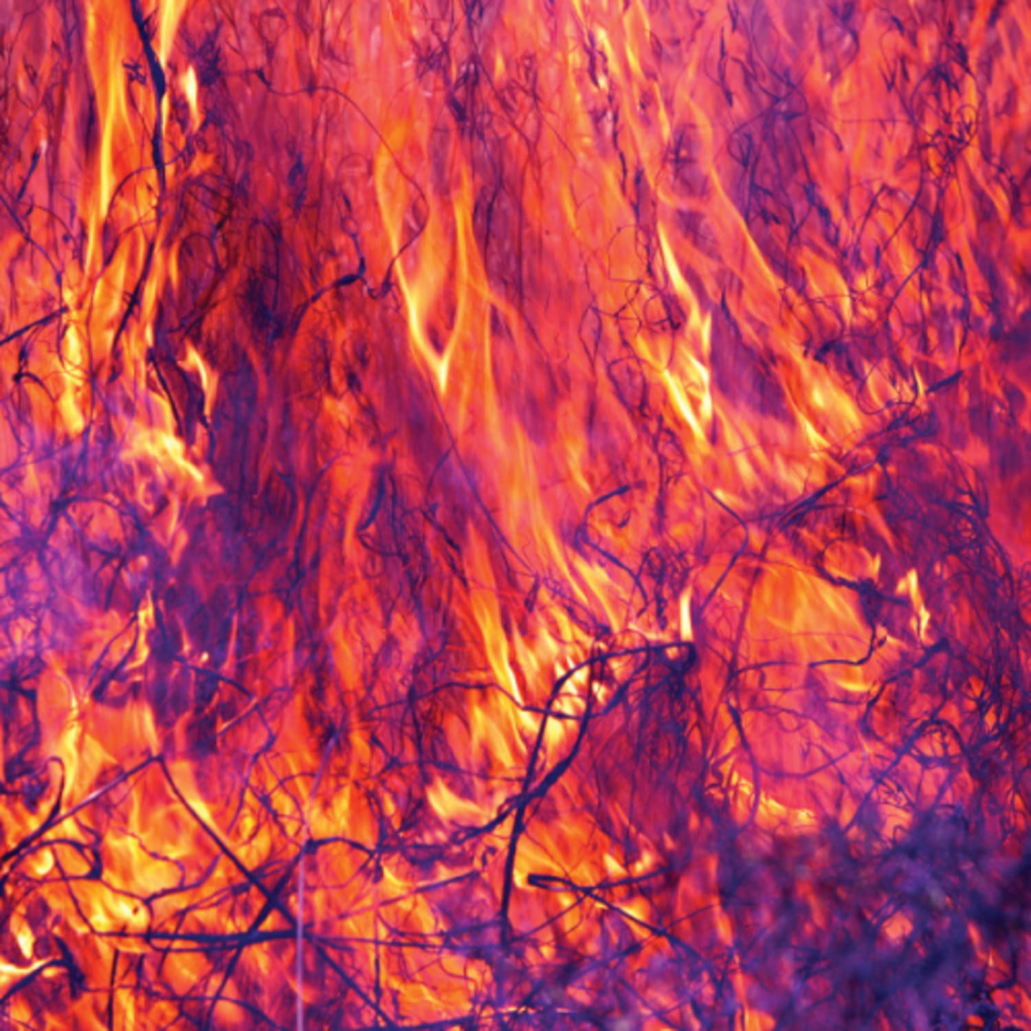 Korallreven - As Young As Yesterday [Import] - (Canada - Import) - [Vinyl]