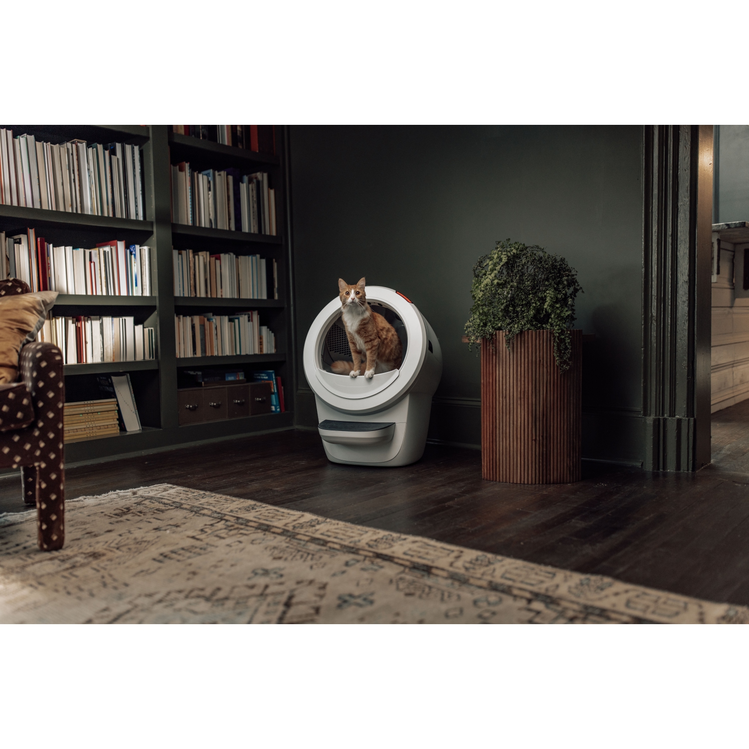 Litière Robot 4 Complete Bundle de Whisker, blanc - Boîte à litière autonettoyante automatique pour chats, comprend 1 an d'abonnement à WhiskerCare