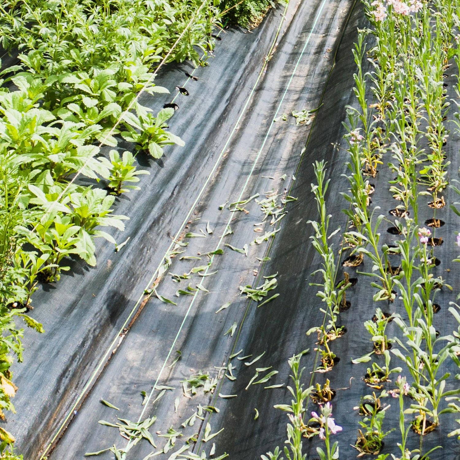Costway 6.5 x 330FT Weed Barrier Landscape Fabric 3.2 OZ Heavy Duty Woven Gardening Mat