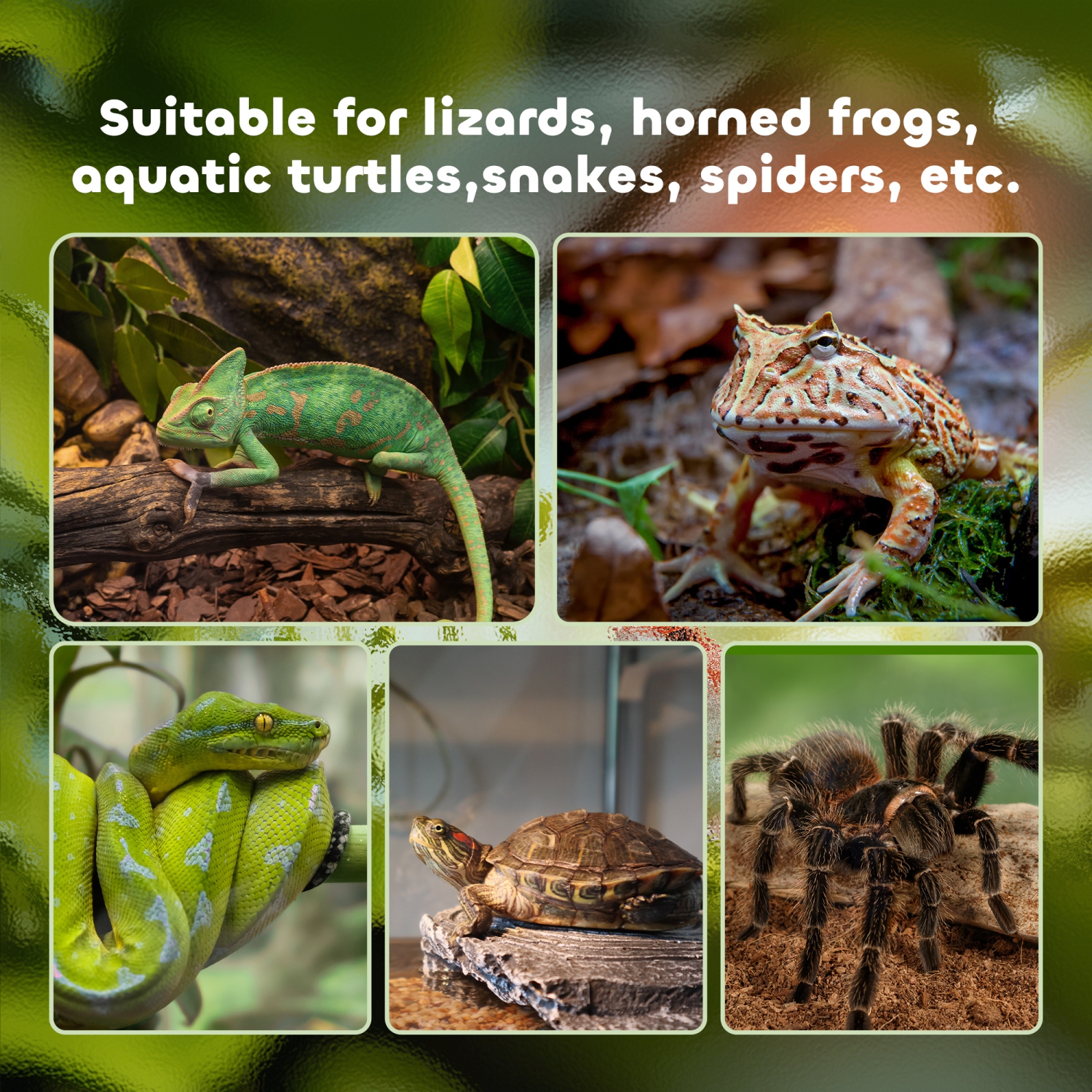 Terrarium pour reptile en verre de PawHut, enceinte d'araignée sauteuse avec thermomètre, bassin d'eau, vue complète visuellement pour les lézards,