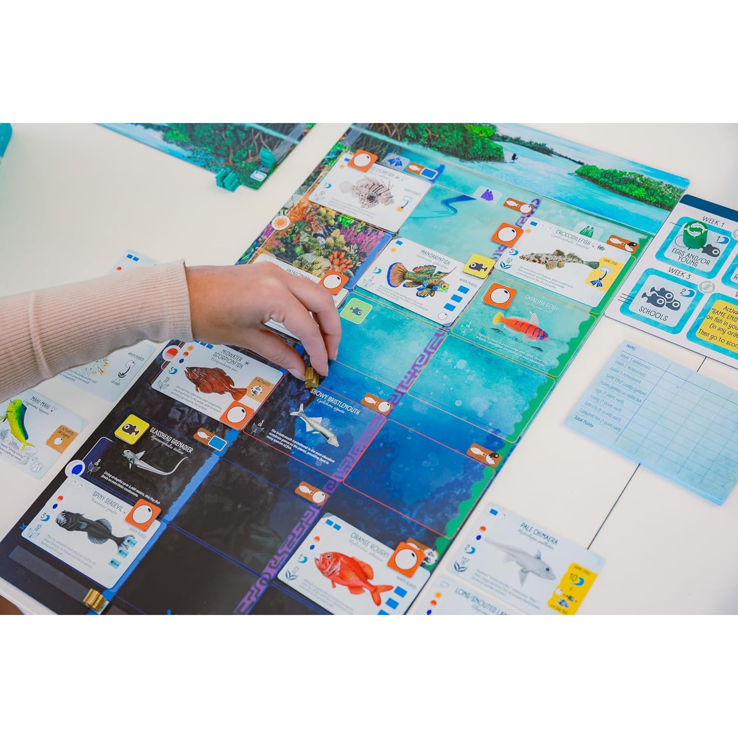 Stonemaier Games: Finspan - A Wingspan Game by David Gordon & Michael O’Connell | A Relaxing Strategy Board Game About Collecting Fish for Adults and