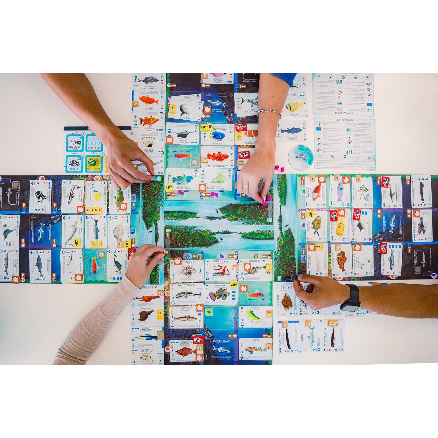 Stonemaier Games: Finspan - A Wingspan Game by David Gordon & Michael O’Connell | A Relaxing Strategy Board Game About Collecting Fish for Adults and