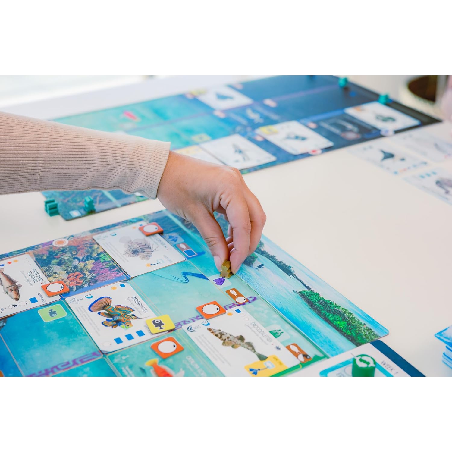Stonemaier Games: Finspan - A Wingspan Game by David Gordon & Michael O’Connell | A Relaxing Strategy Board Game About Collecting Fish for Adults and