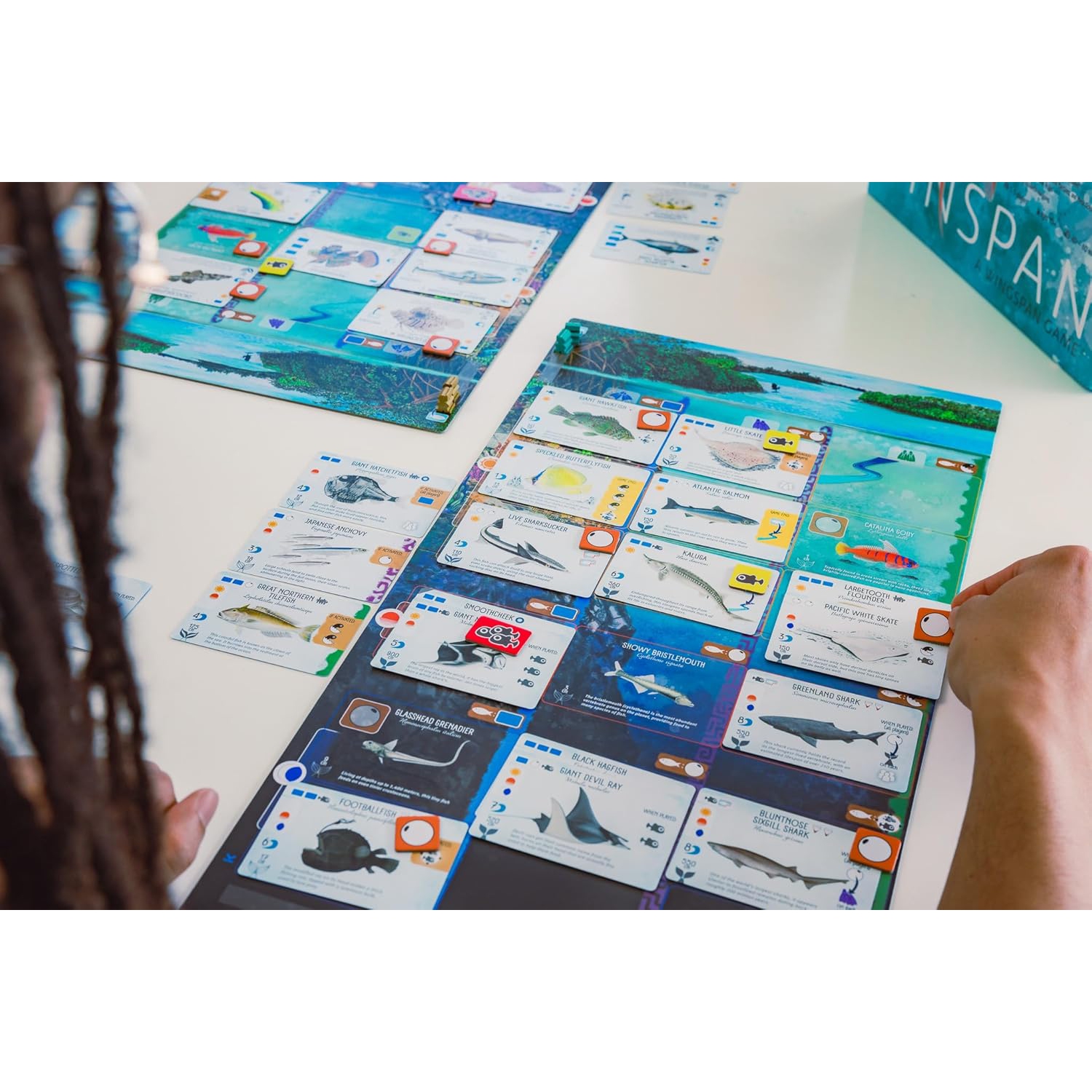 Stonemaier Games: Finspan - A Wingspan Game by David Gordon & Michael O’Connell | A Relaxing Strategy Board Game About Collecting Fish for Adults and
