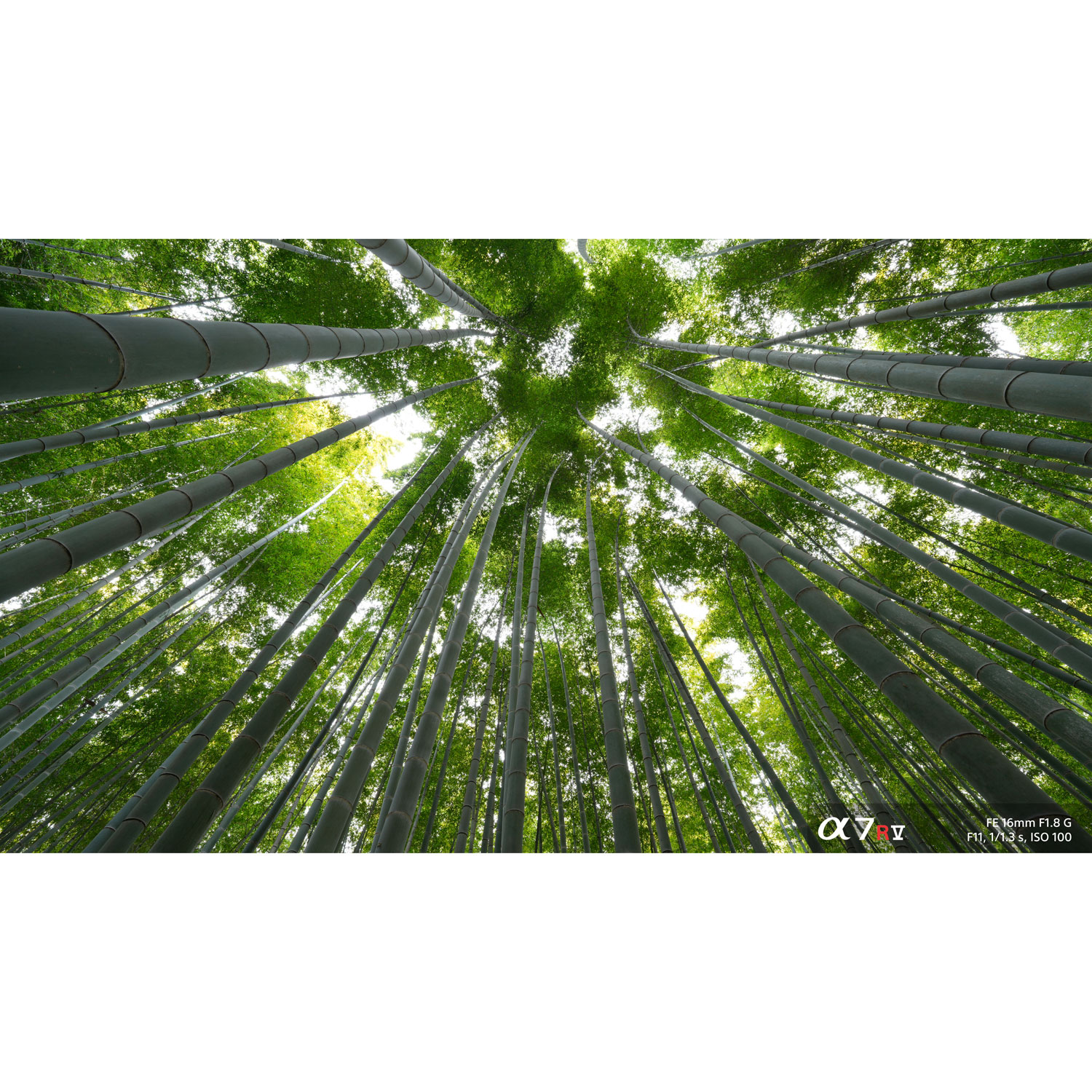 Objectif ultra grand-angle G plein format à monture E FE 16mm f/1,8 de Sony - Noir