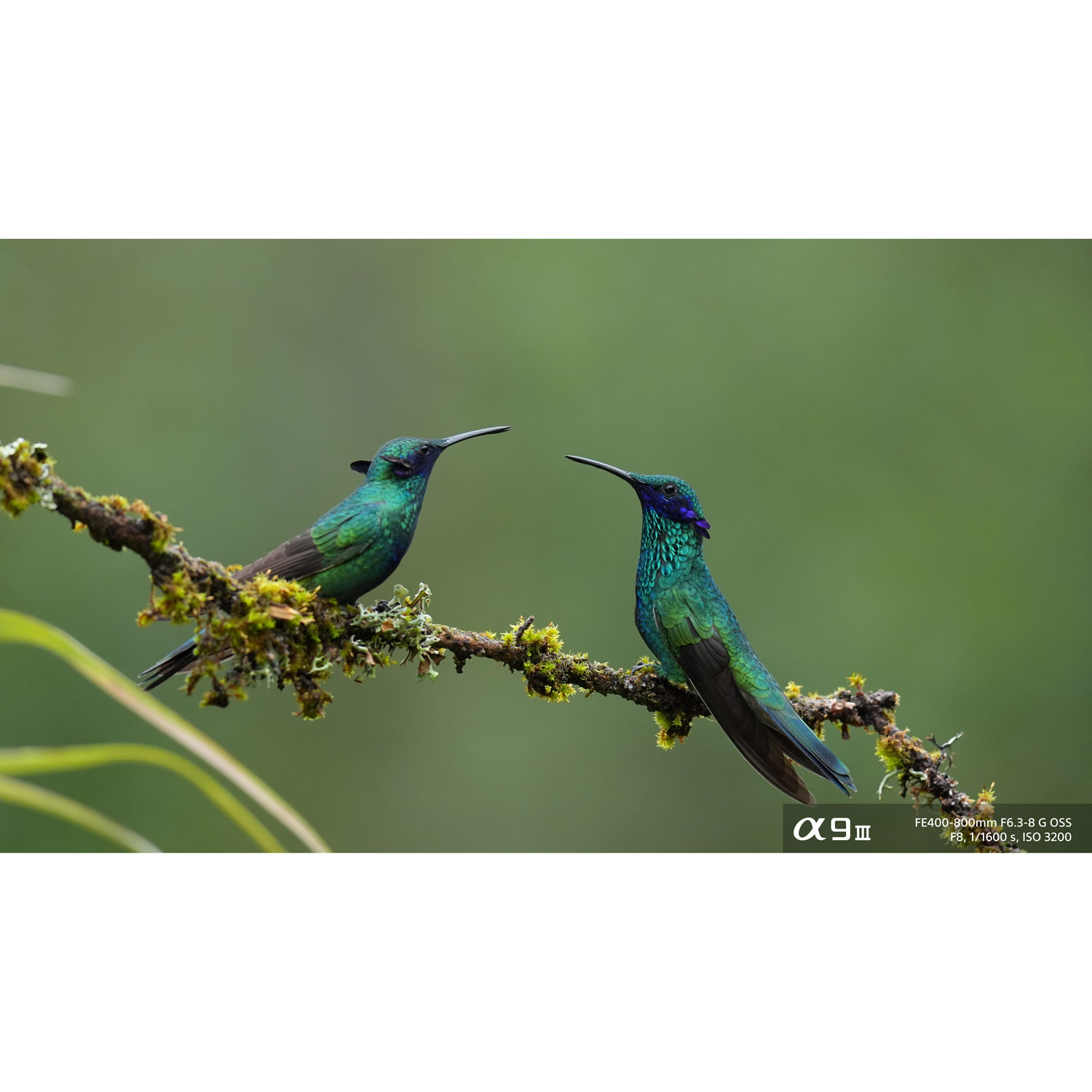 Sony E-Mount FE 400-800mm f/6.3-8 G OSS XD Telephoto Zoom Lens