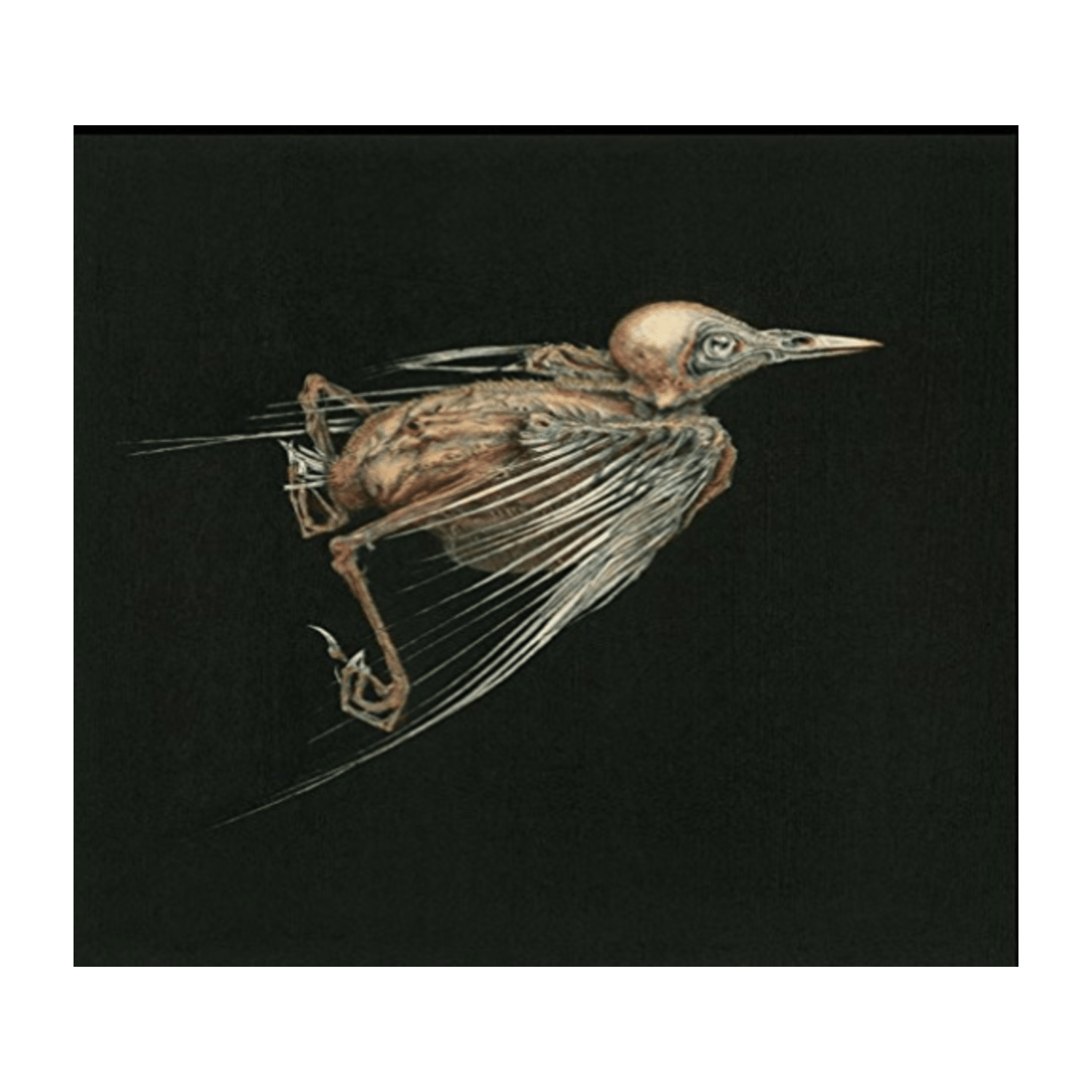 Susanna - Meshes of Voice - [CD]