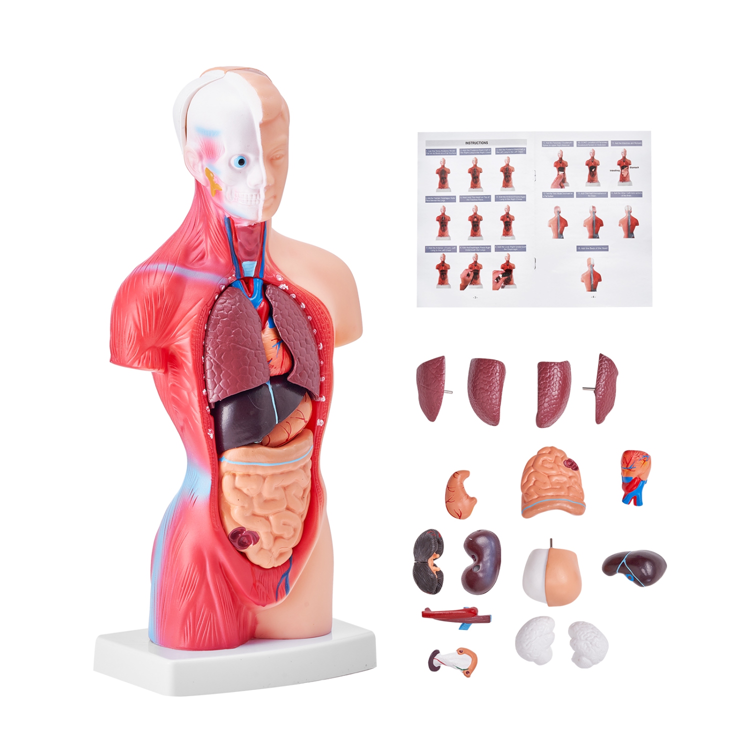 VEVOR 15 Parts 11 inch Human Body Model, Human Torso Anatomy Model Anatomical Skeleton Model with Removable Organs, Educational Teaching Tool for