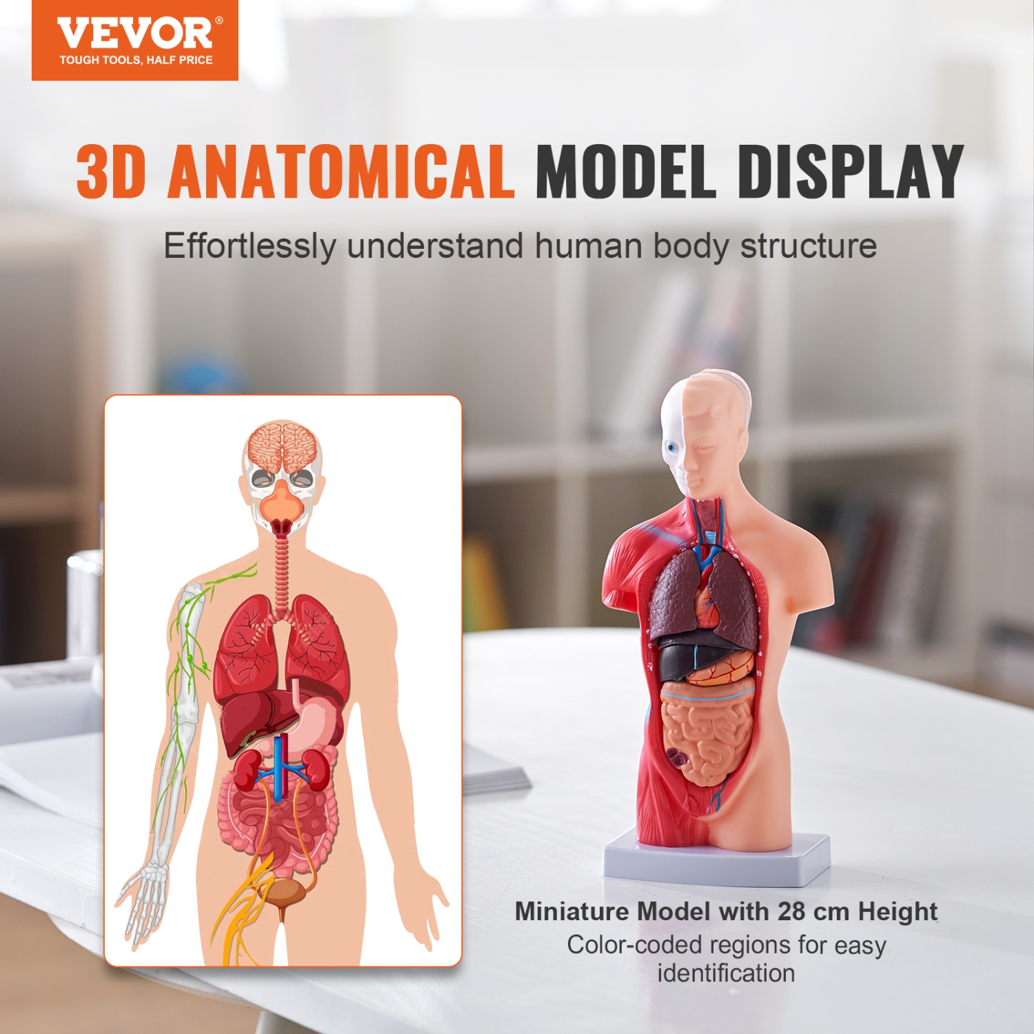 VEVOR 15 Parts 11 inch Human Body Model, Human Torso Anatomy Model Anatomical Skeleton Model with Removable Organs, Educational Teaching Tool for