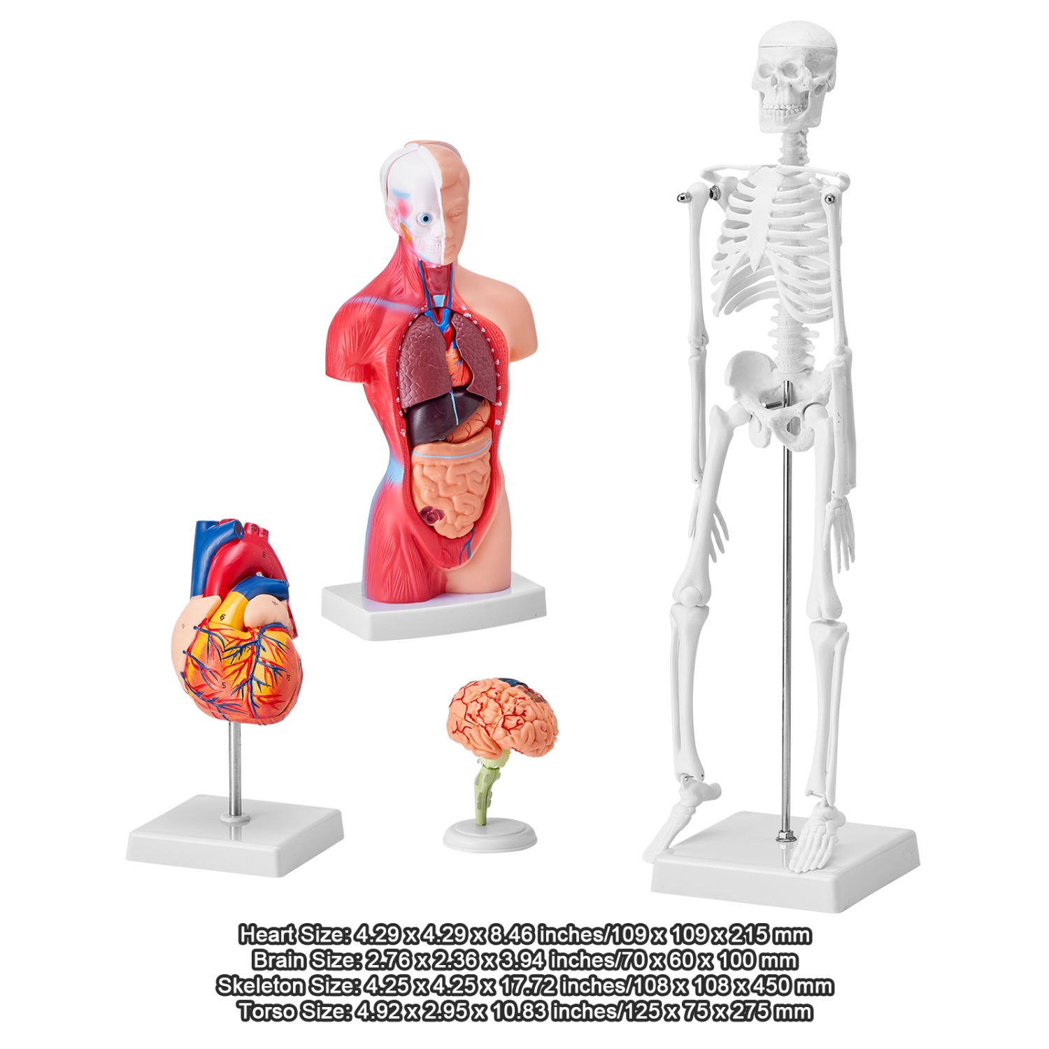 Ensemble de modèles d'anatomie humaine VEVOR 3D, cerveau, corps de torse humain, cœur, squelette, ensemble de 4 modèles, modèles d'étude pratiques