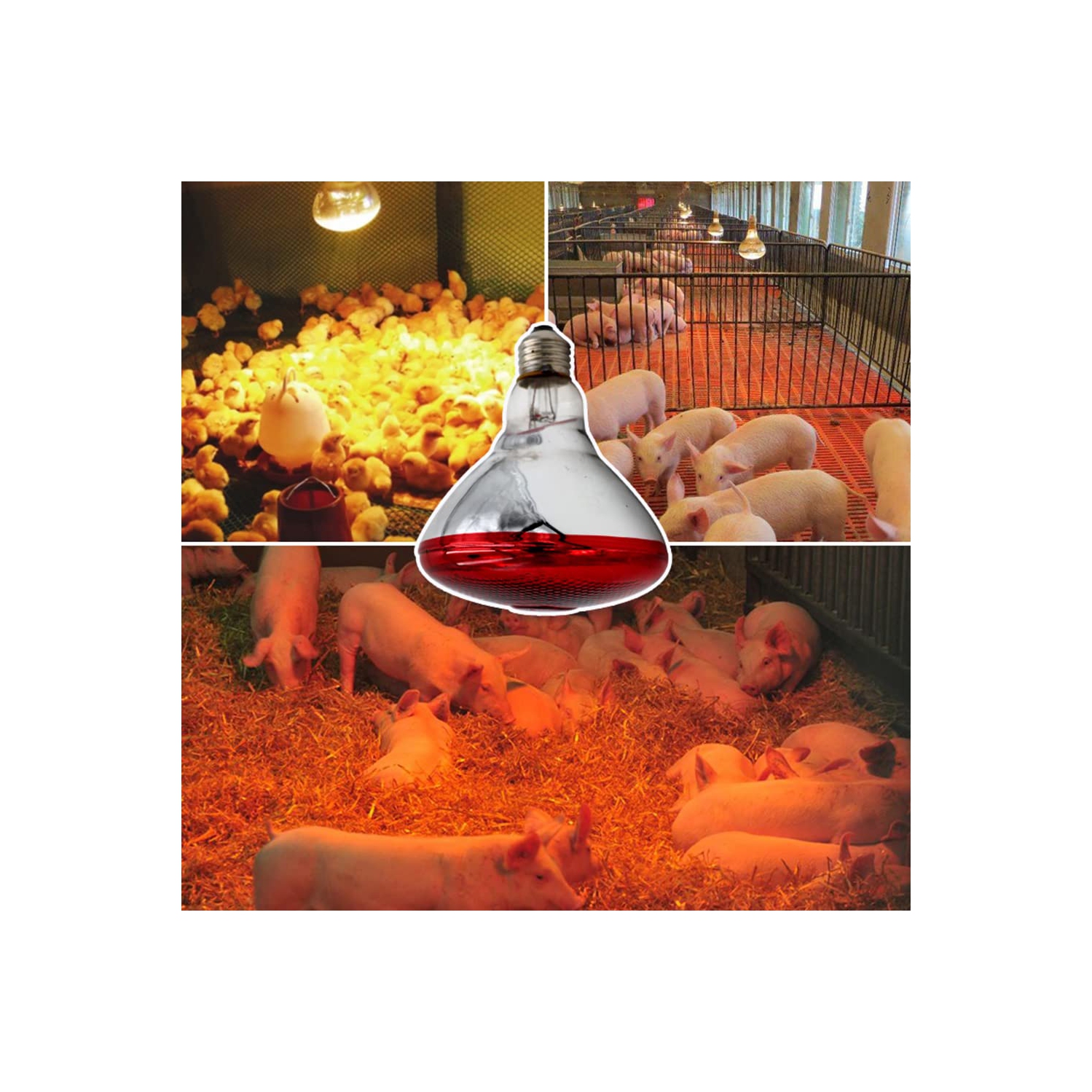 Lampe à infrarouge, lampe chauffante pour animaux de volaille, lampe chauffante pour porcs et poulets, pour la chaleur de la nuit du bétail