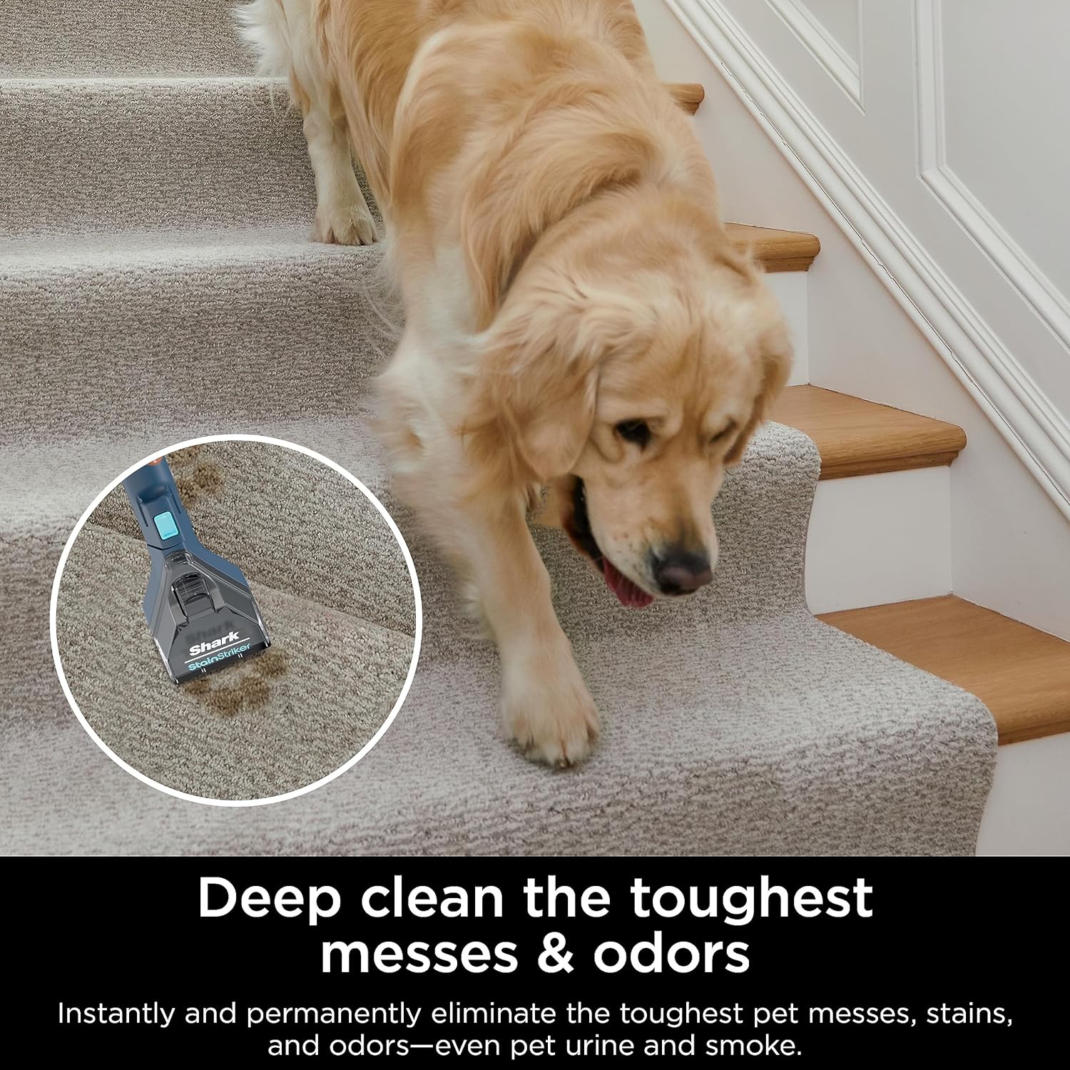 Remis à neuf - CarpetXpert de Shark avec StainStriker, nettoyant pour tapis et tissus d'animaux, éliminateur de taches intégré, EX200C