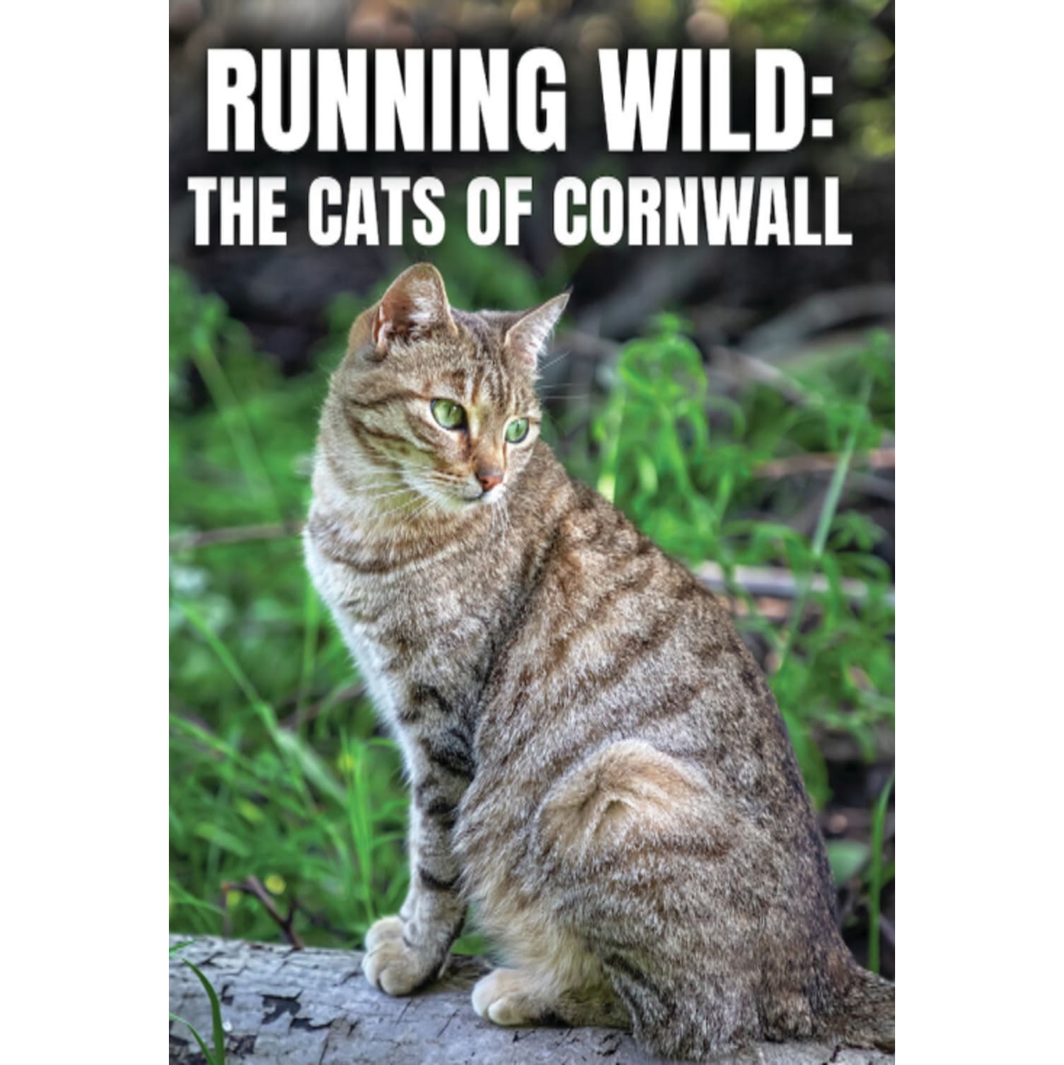 Running Wild: The Cats Of Cornwall - - [DVD]