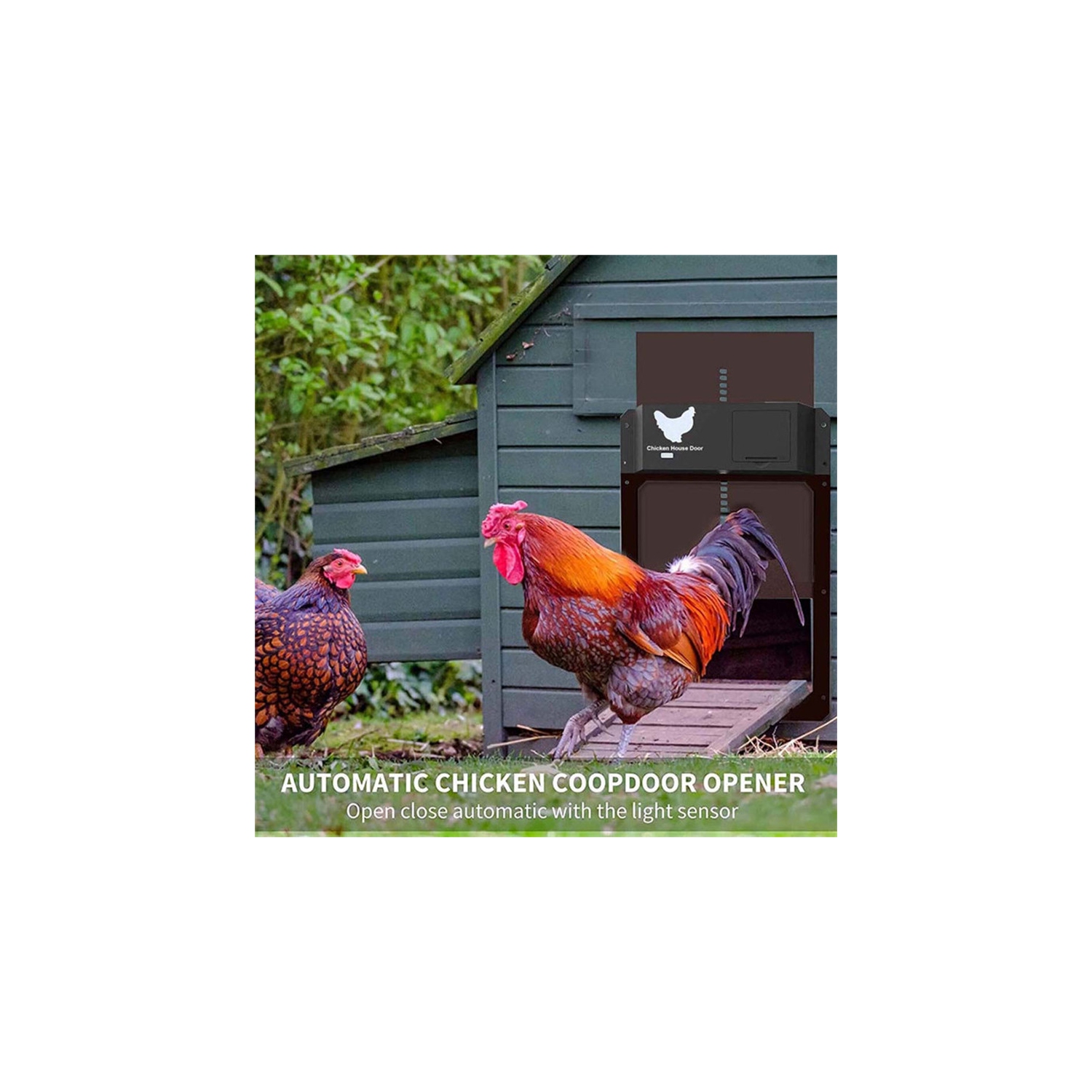 Porte à poule automatique avec détection de la lumière de la pile - Brun