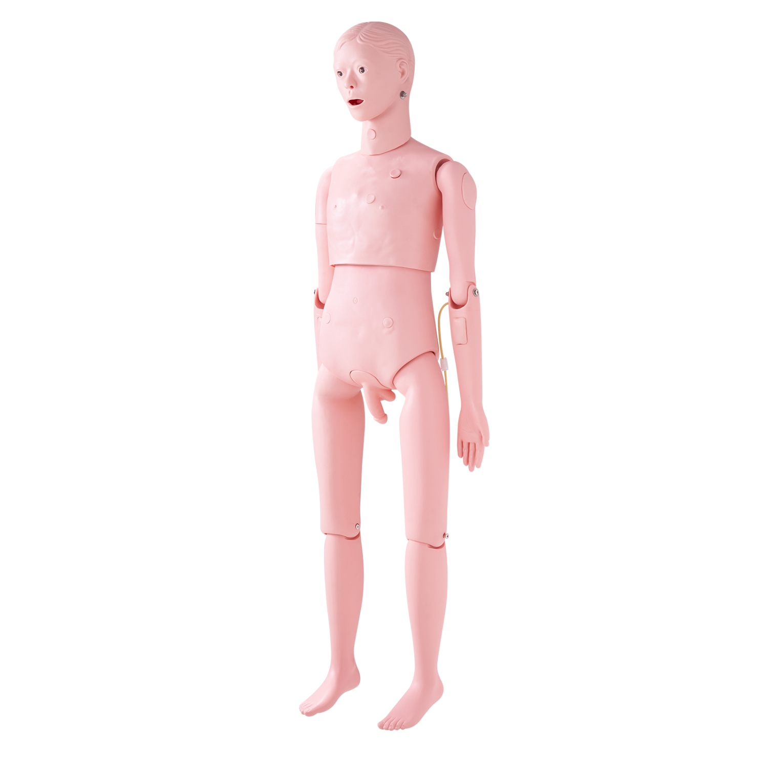 VEVOR Male Life Size Demonstration Human Manikin for Nursing Training, Multifunctional Education Teaching Model Supplies, PVC Anatomical Mannequin