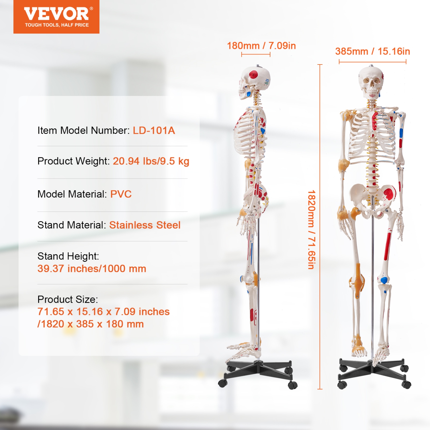 VEVOR 71.65" Human Skeleton Model for Anatomy, Accurate PVC Anatomy Skeleton Model with Ligaments, Movable Arms, Legs & Jaw, with Muscle Origin &