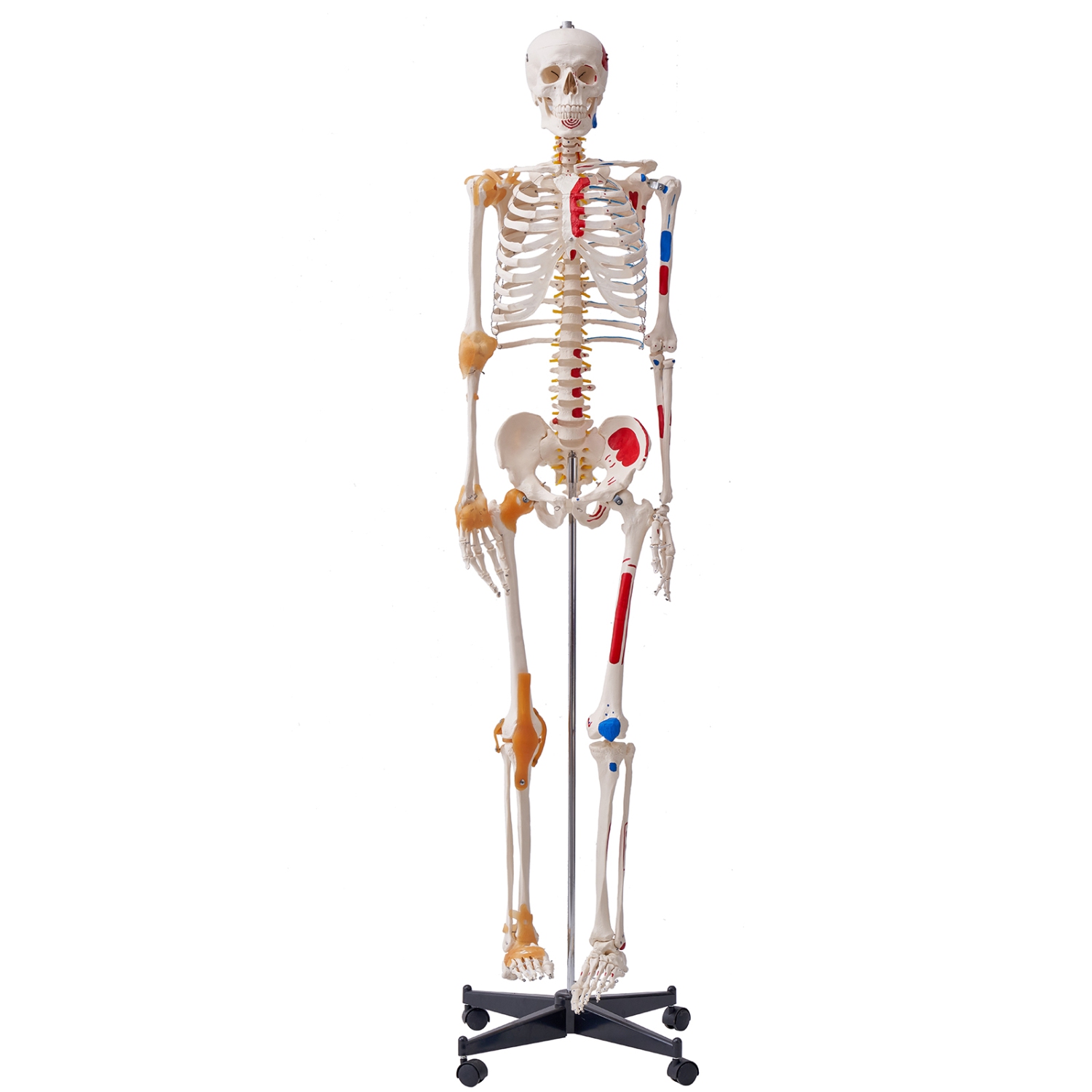 VEVOR 71.65" Human Skeleton Model for Anatomy, Accurate PVC Anatomy Skeleton Model with Ligaments, Movable Arms, Legs & Jaw, with Muscle Origin &