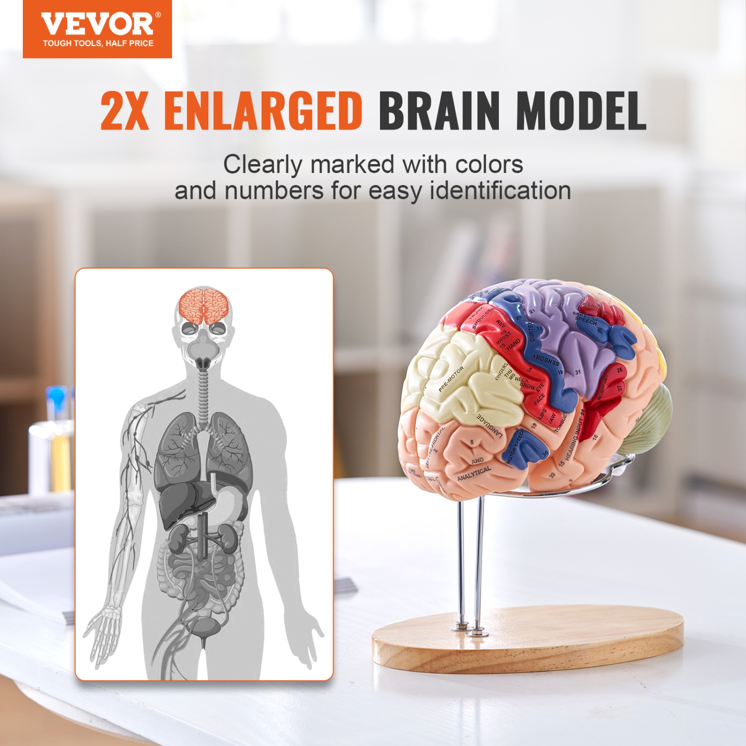 VEVOR 2X Human Brain Model Anatomy, Life-Size 4-Part Human Brain Anatomical Model with Labels & Display Base, Color-Coded Detachable Brain Model for