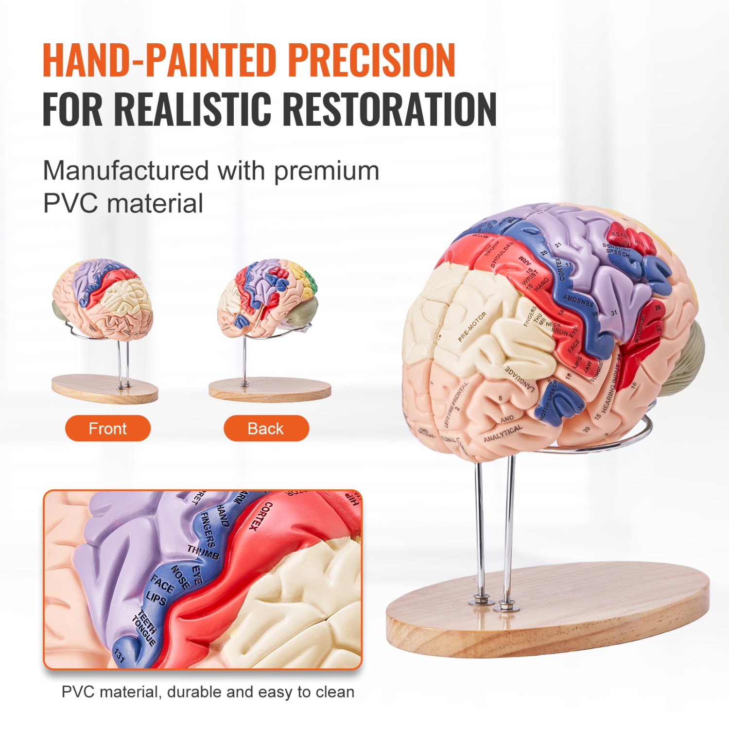 VEVOR 2X Human Brain Model Anatomy, Life-Size 4-Part Human Brain Anatomical Model with Labels & Display Base, Color-Coded Detachable Brain Model for