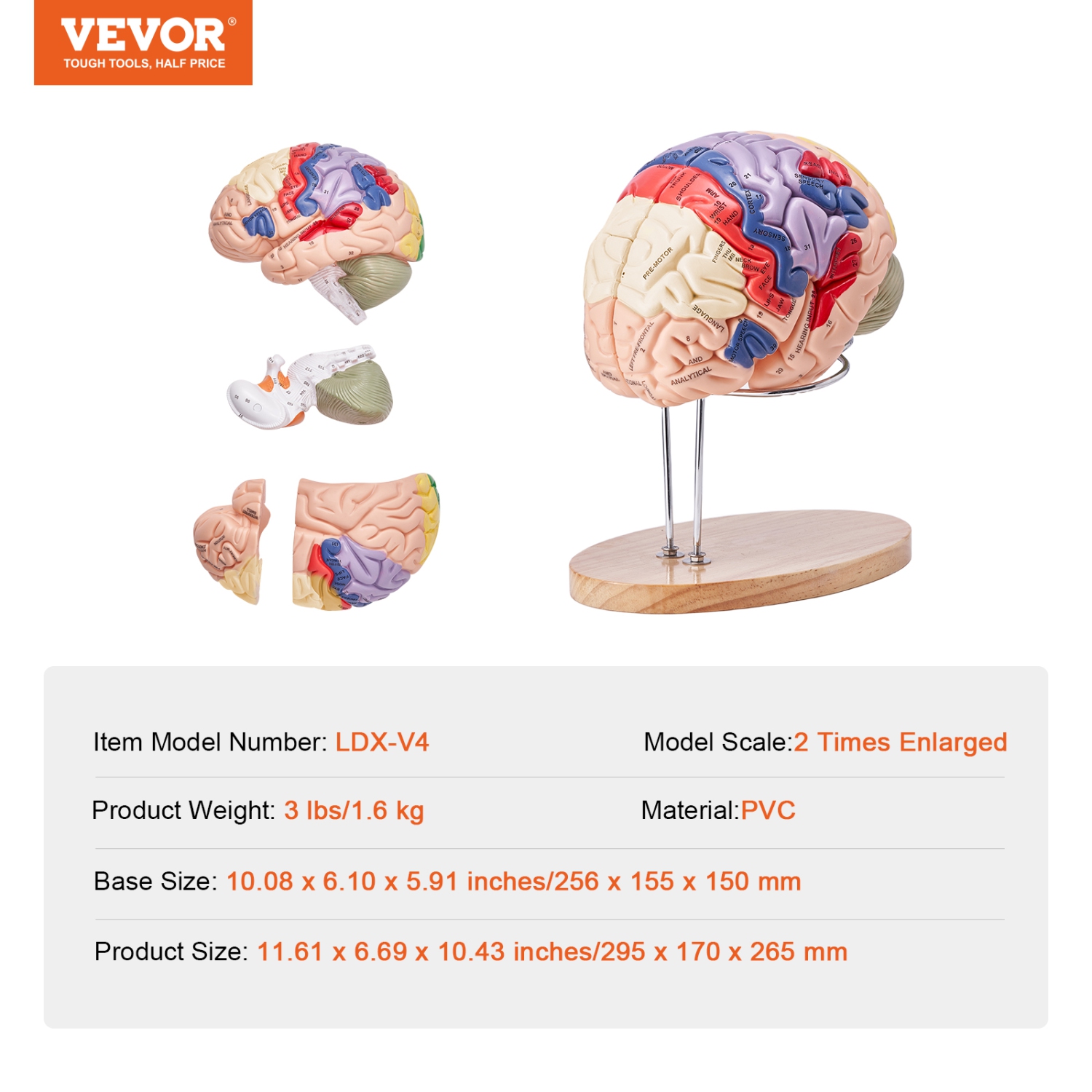 VEVOR 2X Human Brain Model Anatomy, Life-Size 4-Part Human Brain Anatomical Model with Labels & Display Base, Color-Coded Detachable Brain Model for