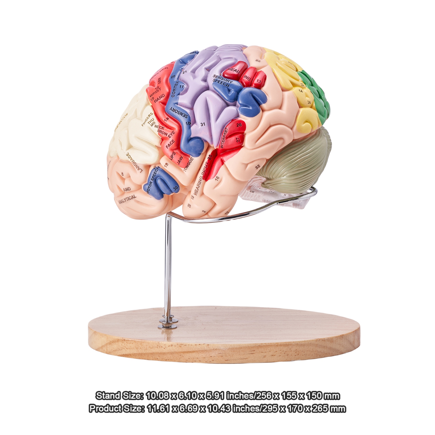 VEVOR 2X Human Brain Model Anatomy, Life-Size 4-Part Human Brain Anatomical Model with Labels & Display Base, Color-Coded Detachable Brain Model for