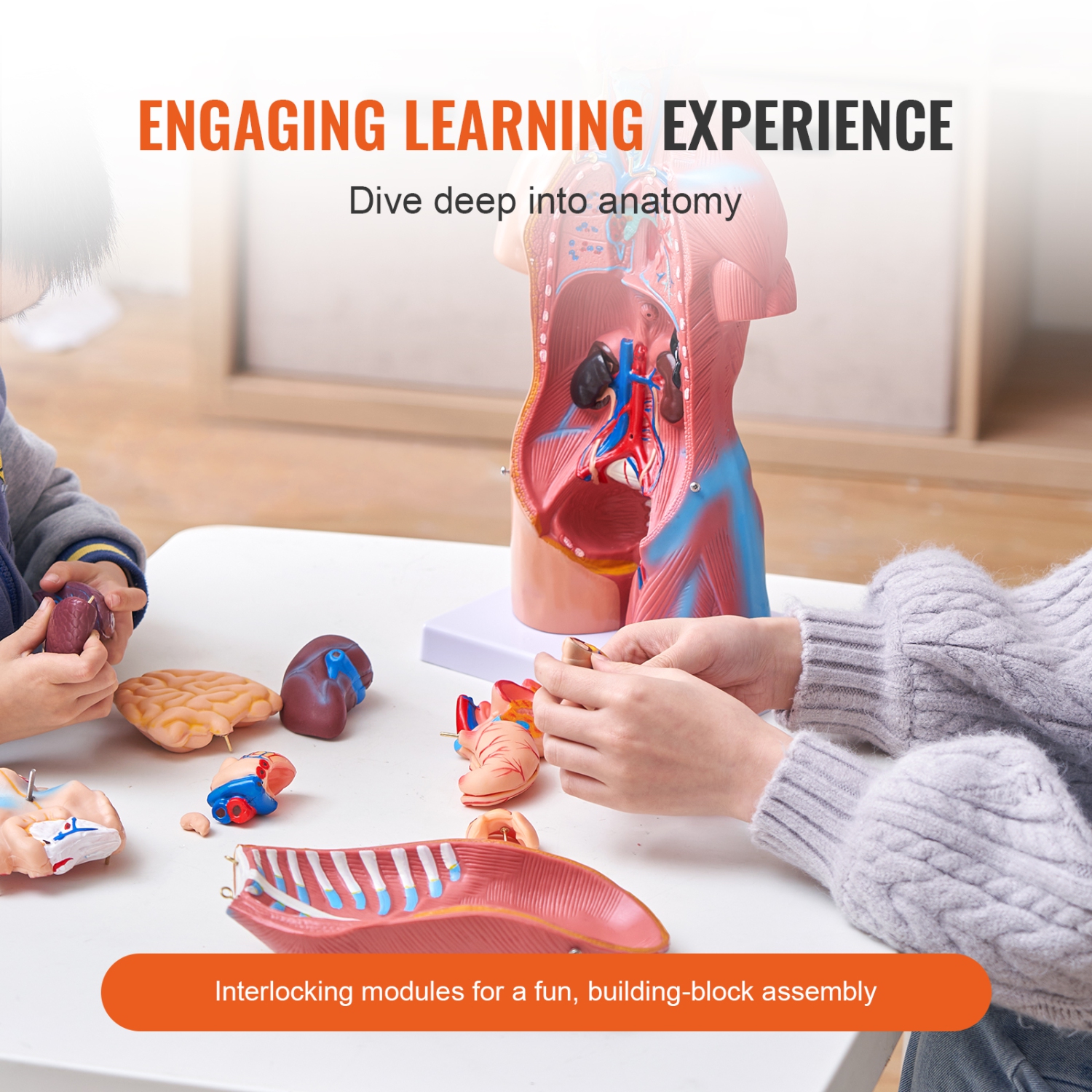 Modèle de corps humain VEVOR 18 po, 23 parties , Modèle d'anatomie du torse humain Modèle de squelette anatomique unisexe avec organes