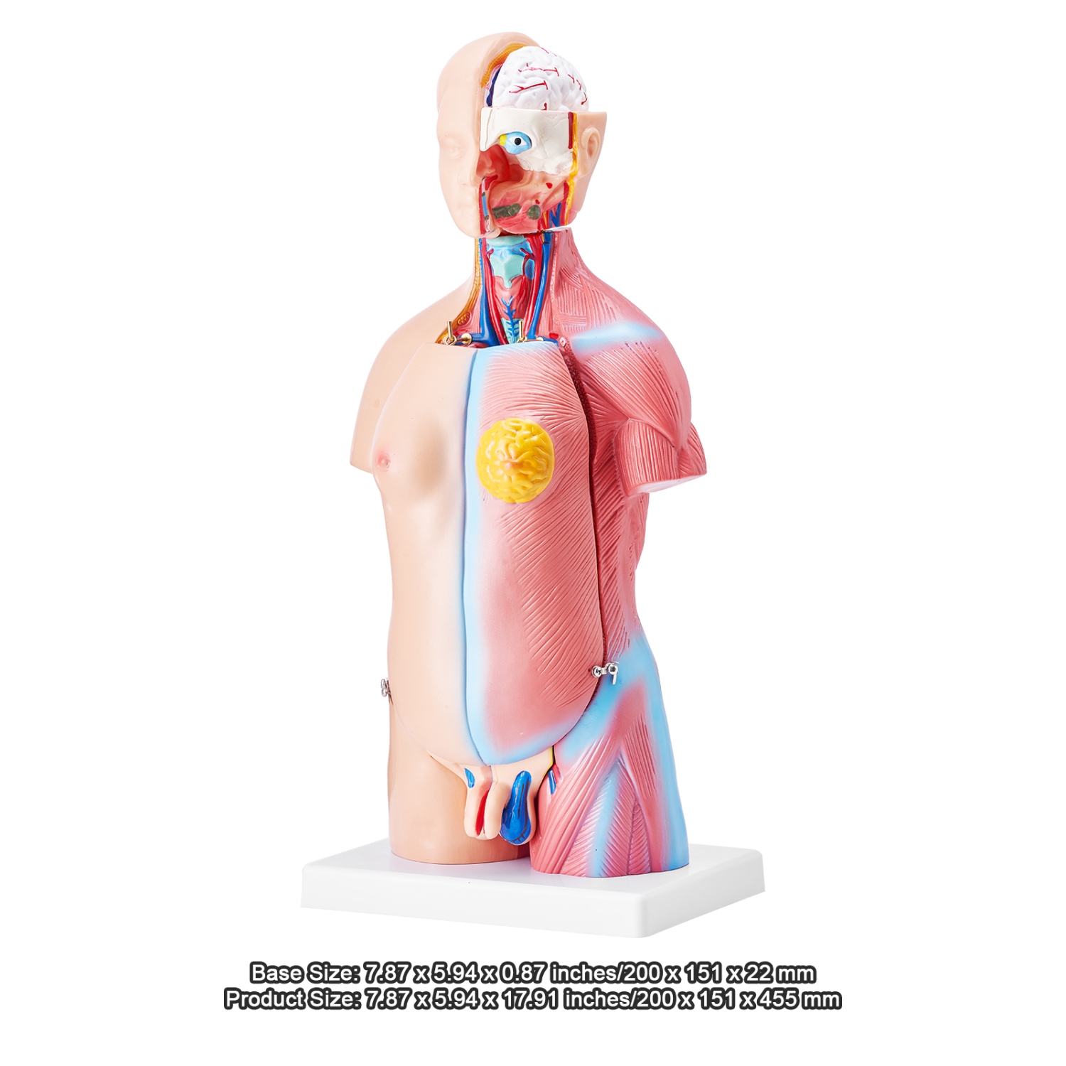 Modèle de corps humain VEVOR 18 po, 23 parties , Modèle d'anatomie du torse humain Modèle de squelette anatomique unisexe avec organes