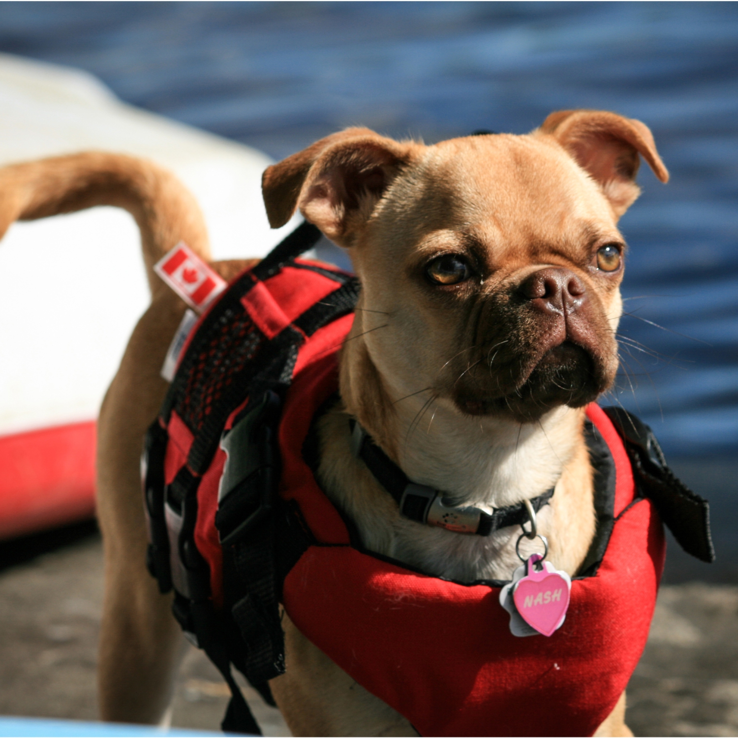 Salus – Gilet pour chien Skippy PFD, rouge