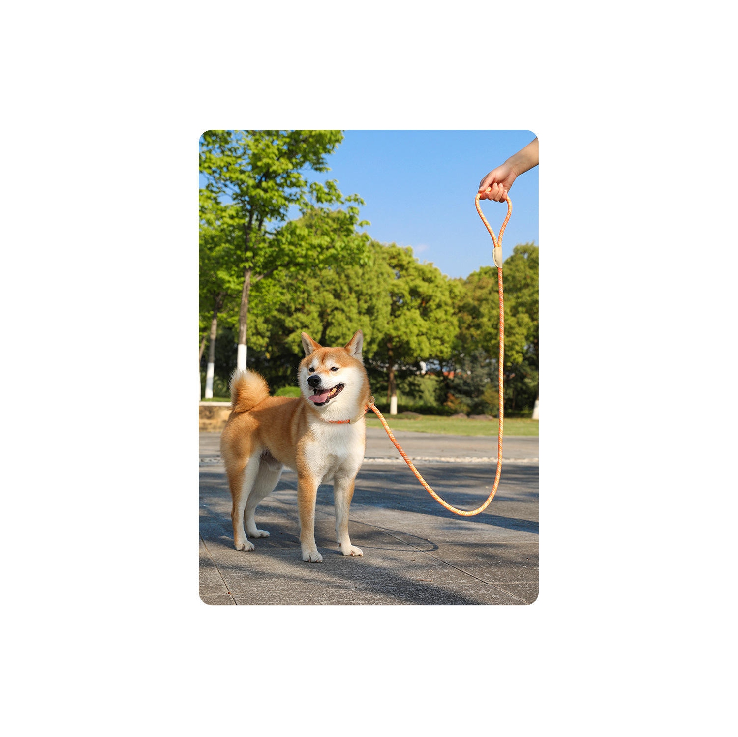 Dog leash, for medium and large dogs, safety buckle, collar, P chain, pet supplies, explosion-proof and non-slip, sky blue, rope length 1.5m diameter