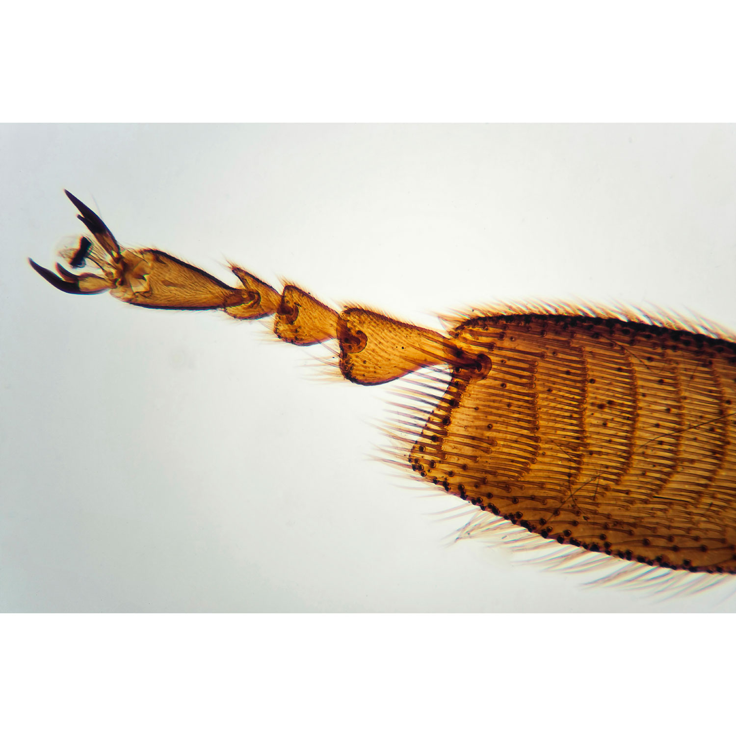 Brainstorm Outdoor Adventure Microscope