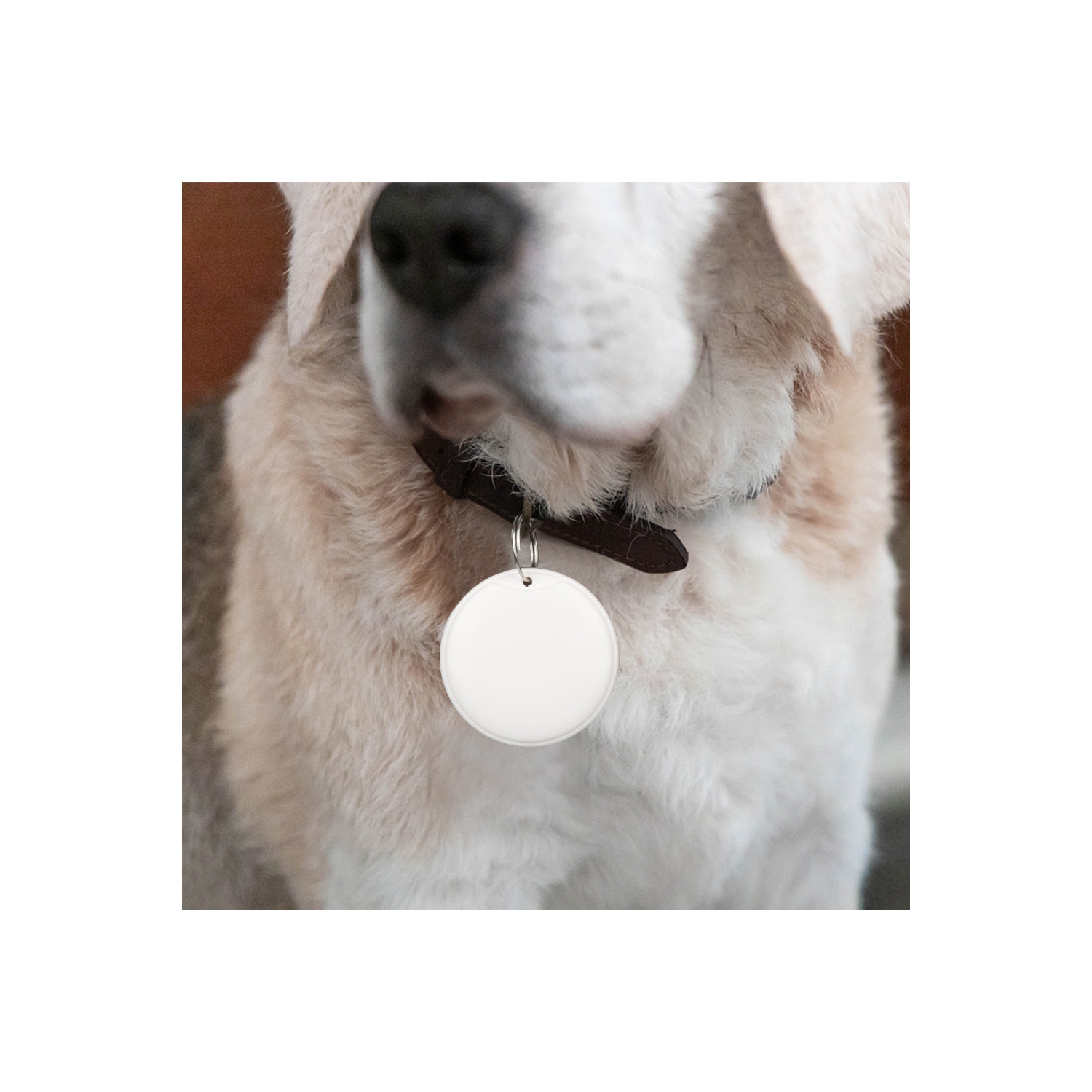 Nouveau localisateur d'animaux de compagnie, localisateur Aitag anti-perte, positionnement mondial des personnes âgées et des enfants anti-perte de