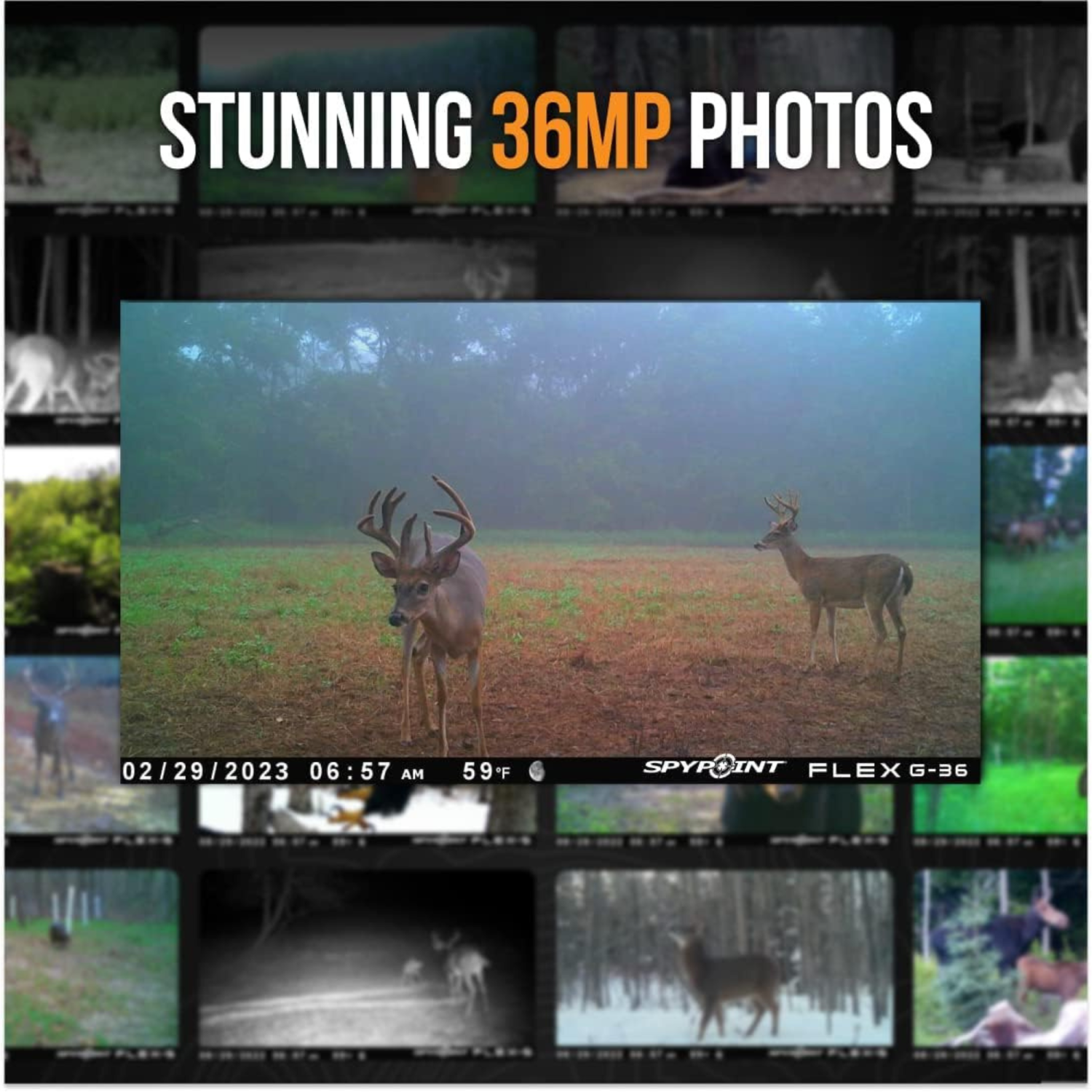 SPYPOINT Flex G-36-TWIN CAMO | Caméra de sentier cellulaire extérieure | Vidéo 1080p avec son, 36 mégapixels, vitesse de déclenchement 0,3S, flash