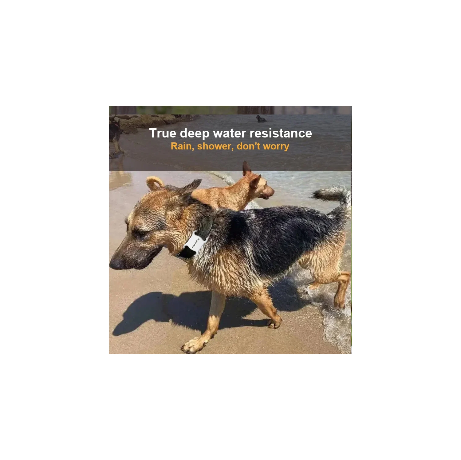 Localisateur d'animaux de compagnie à positionnement mondial, dispositif de suivi universel pour chats et chiens Android iOS, dispositif de suivi