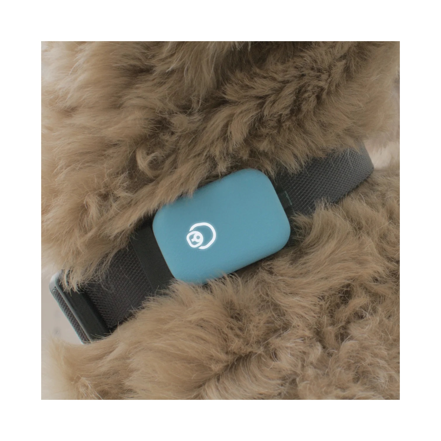 Queva – Moniteur d'activité intelligent pour chiens Health+Behavior V1, bleu