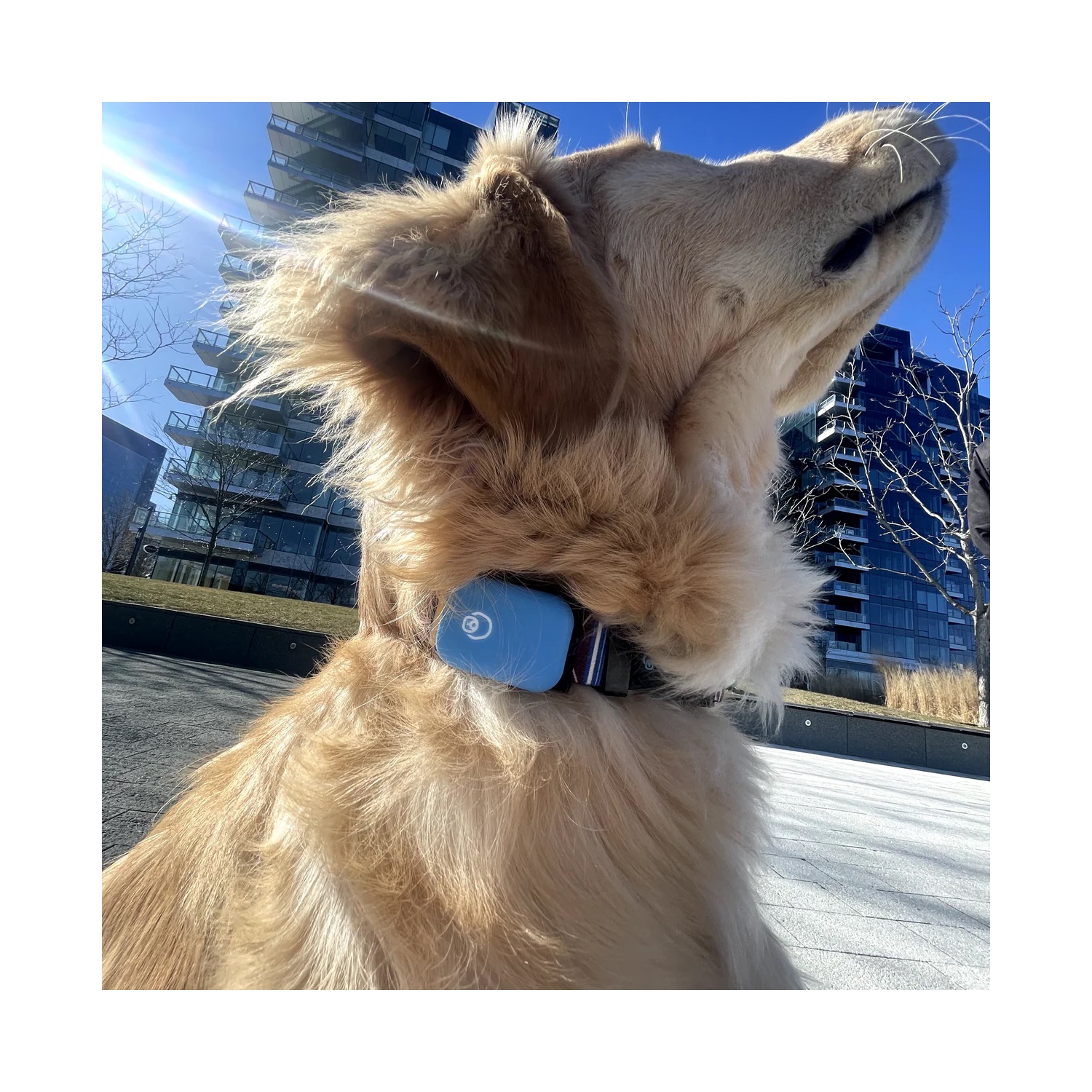 Queva – Moniteur d'activité pour chien intelligent Health+Behavior V1, noir