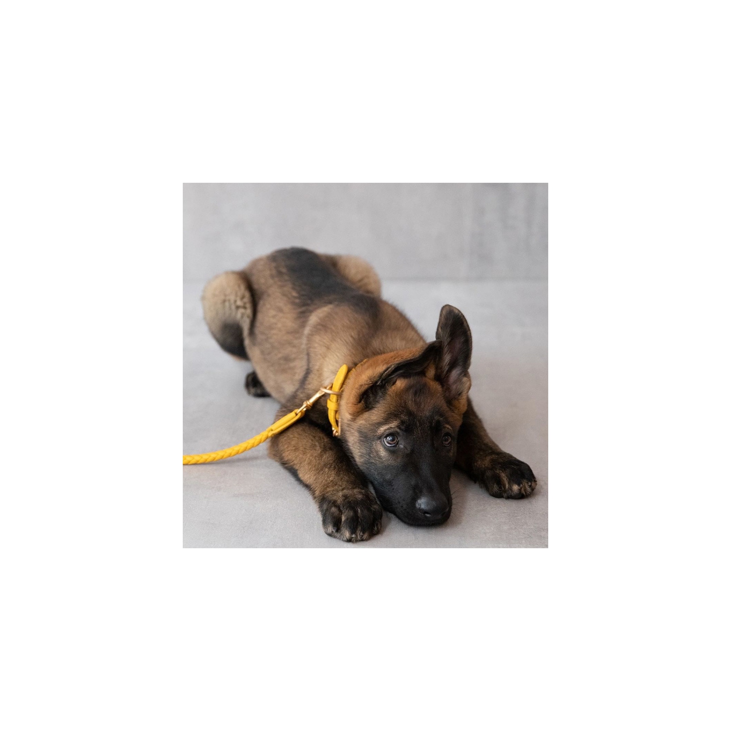 Braided leather dog leash pet collar dog walking rope dog leash for small and medium dogs - mist gray M+ (120cm leash)