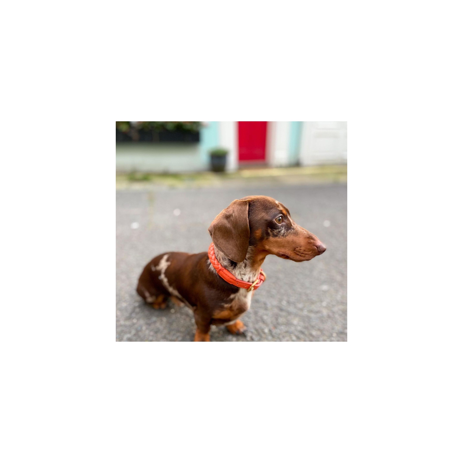 Braided leather dog leash pet collar dog walking rope dog leash for small and medium dogs - amber orange M+ (120cm leash)