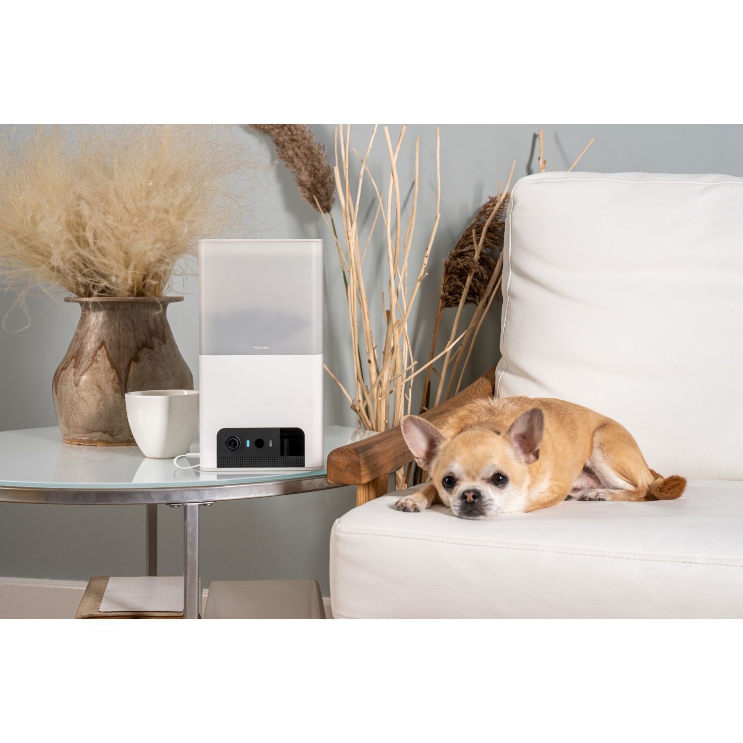 Petcube Bites 2 Lite Interactive Wi-Fi Pet Monitoring Camera with Phone App and Treat Dispenser