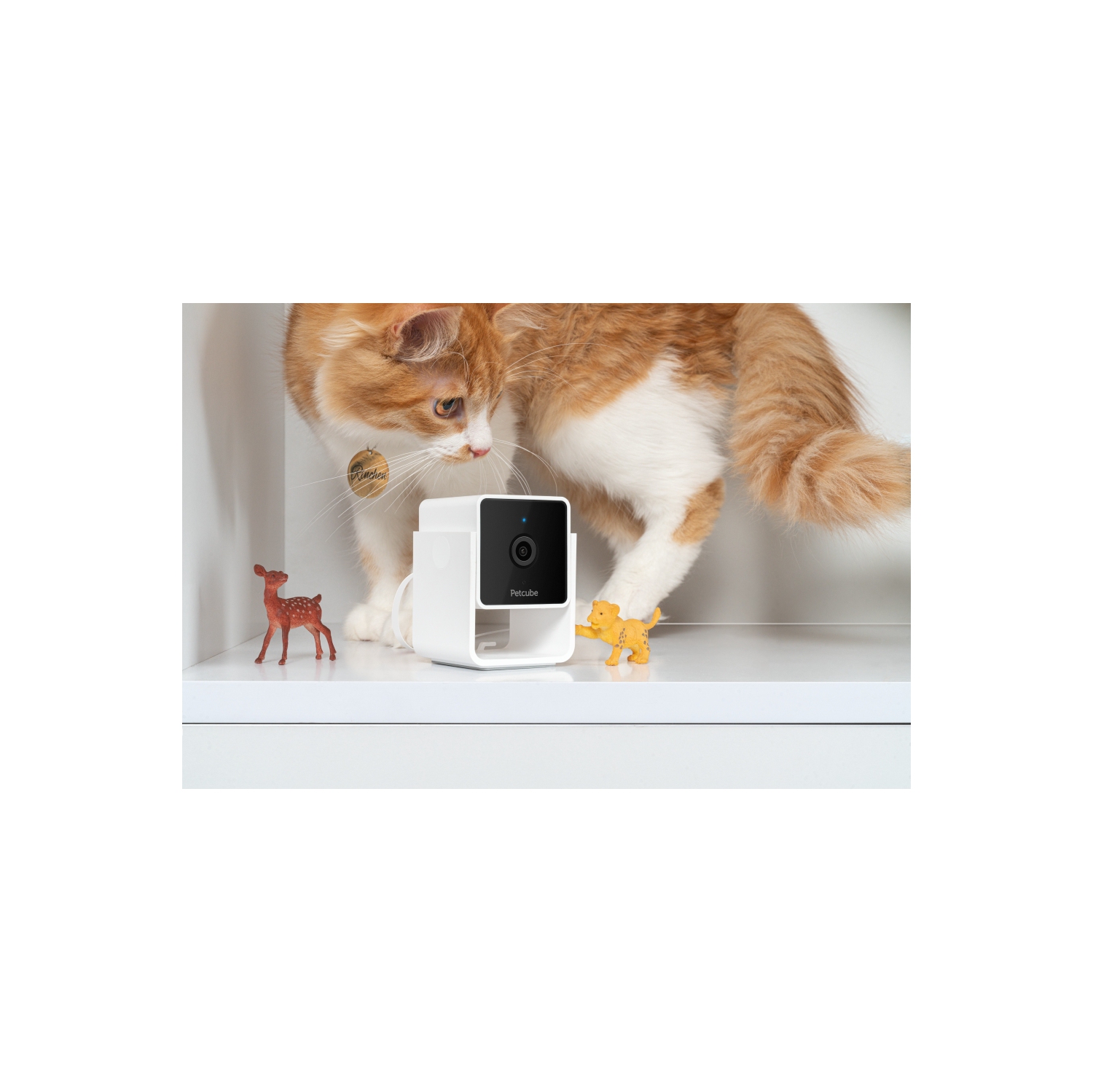 Caméra d'intérieur Wi-Fi pour animal de compagnie Petcube Cam avec application pour téléphone