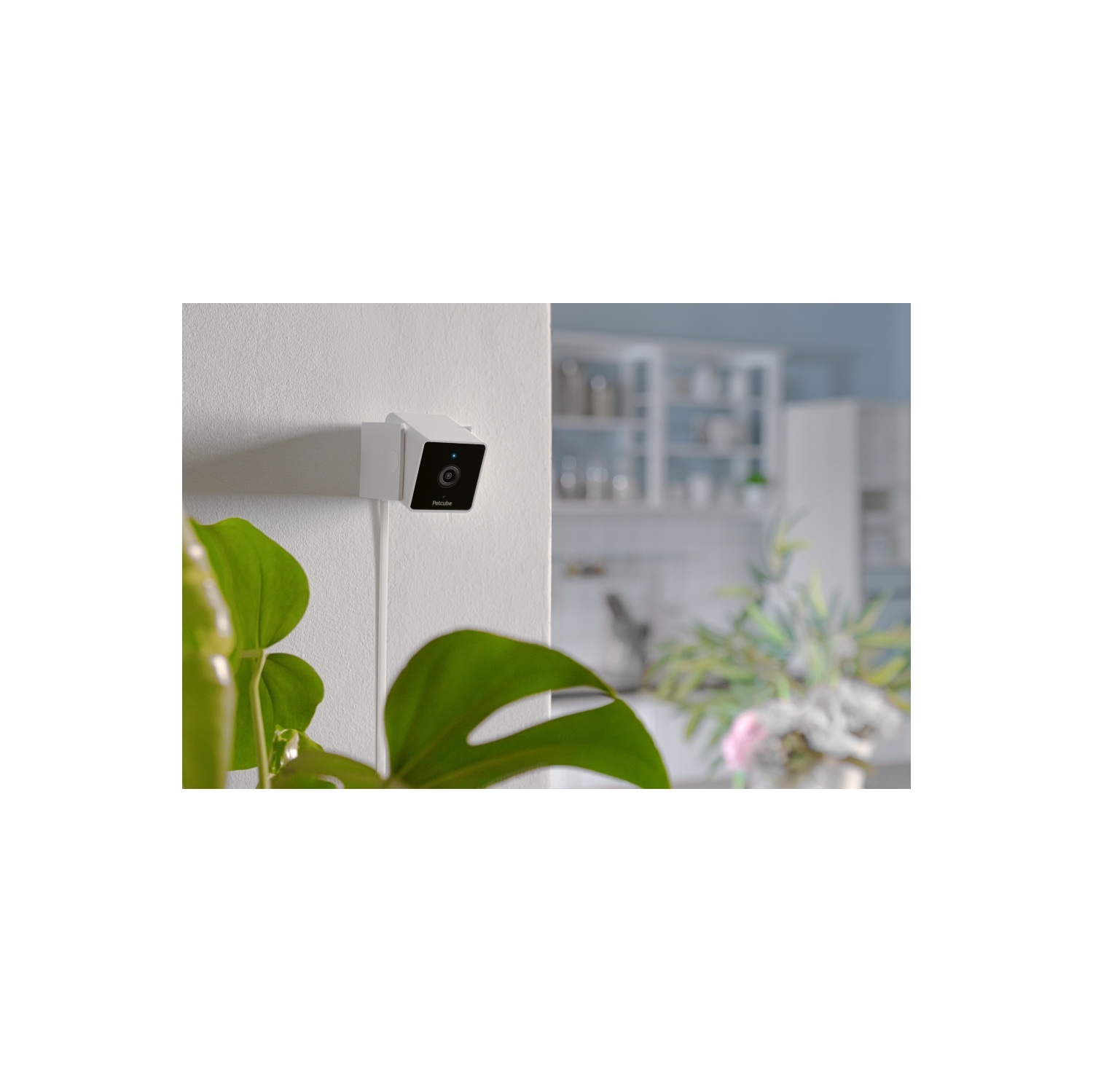 Caméra d'intérieur Wi-Fi pour animal de compagnie Petcube Cam avec application pour téléphone