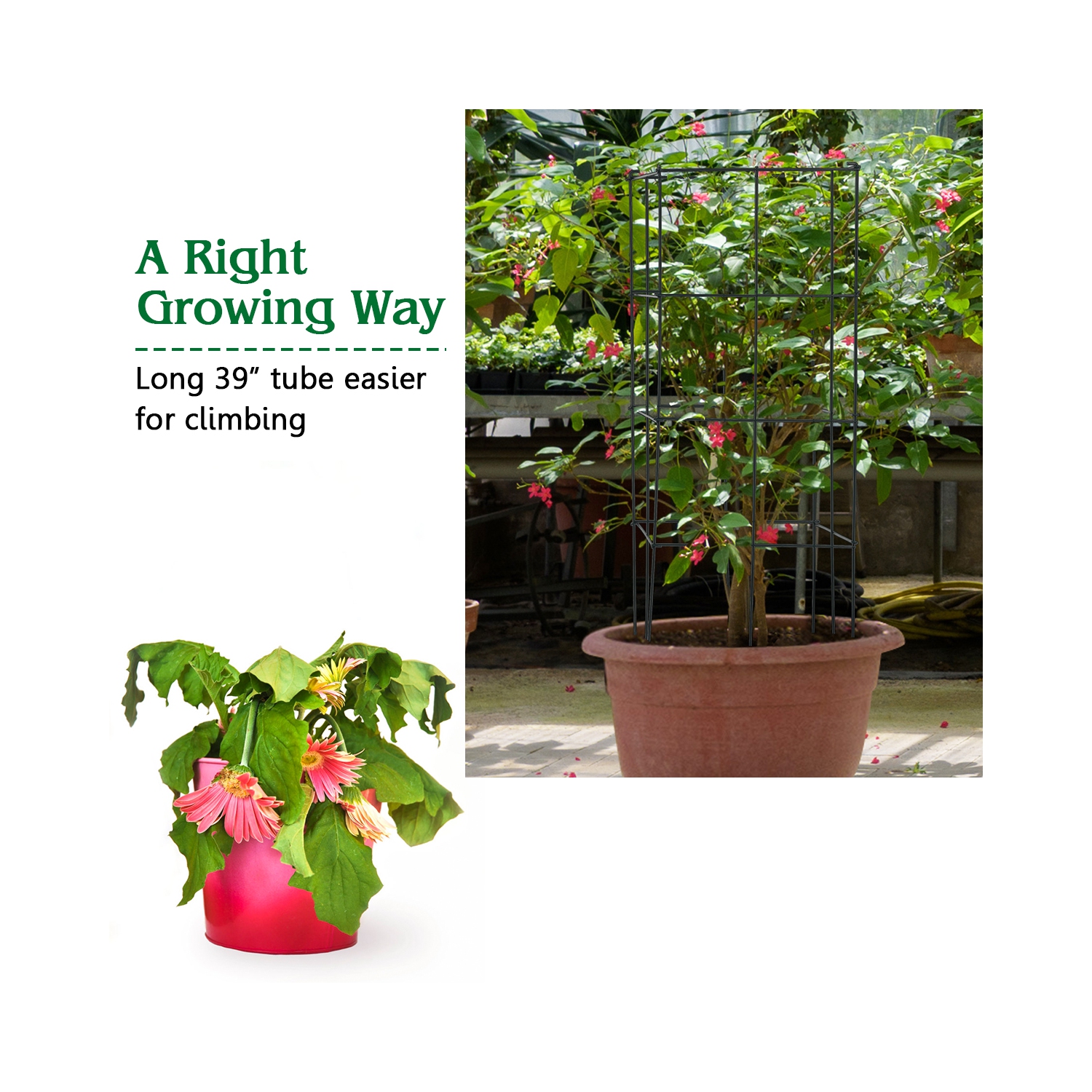 Gymax 8 Pack Tomato Cages Garden Cages Stakes Plant Trellis 16'' x 16'' x 39''