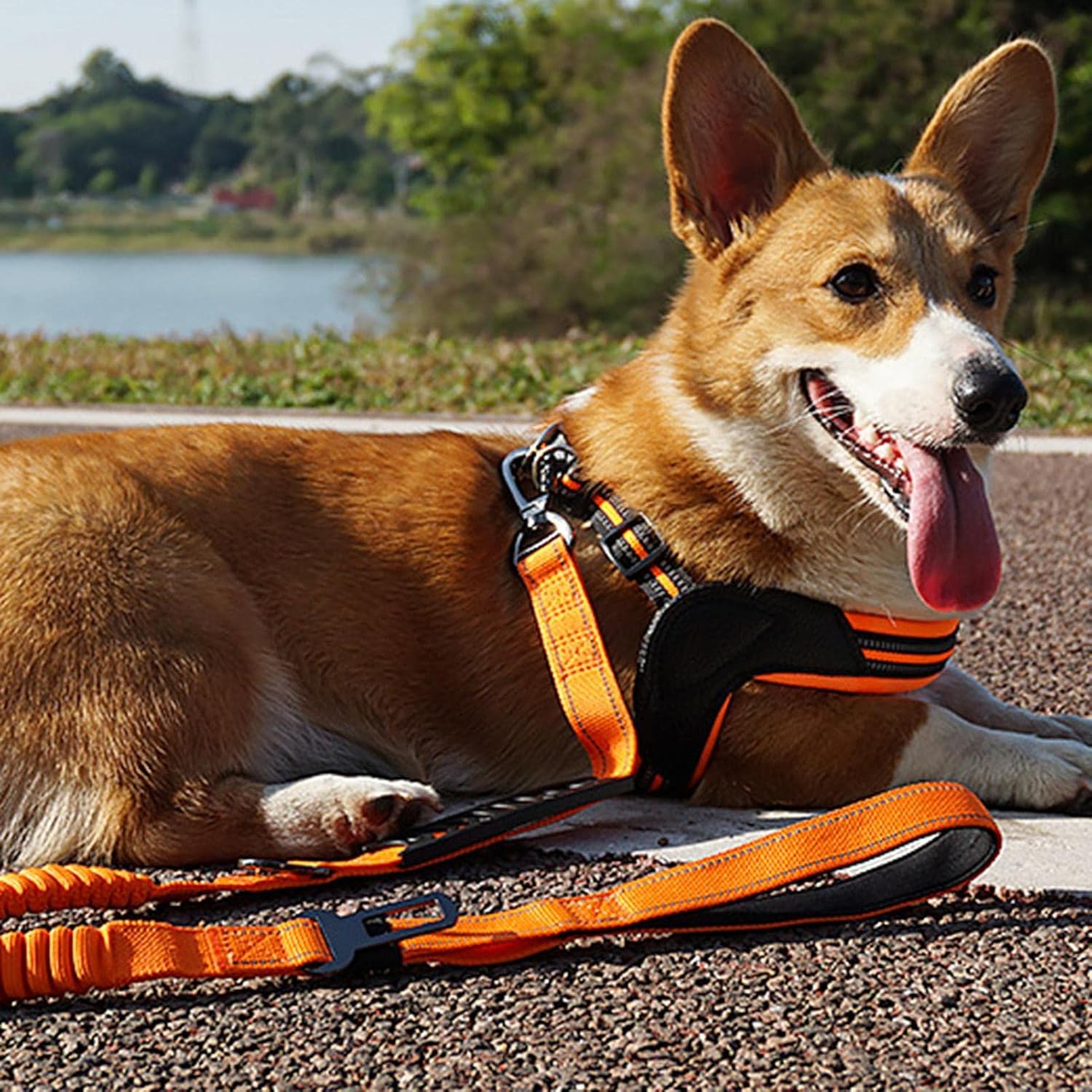 Pet Leash- Elastic Shock Absorption, Car Seat Belt Clip and Highly Reflective Thread, Double Safety Lock, 1.16-1.65M，Suitable for Medium Dogs,