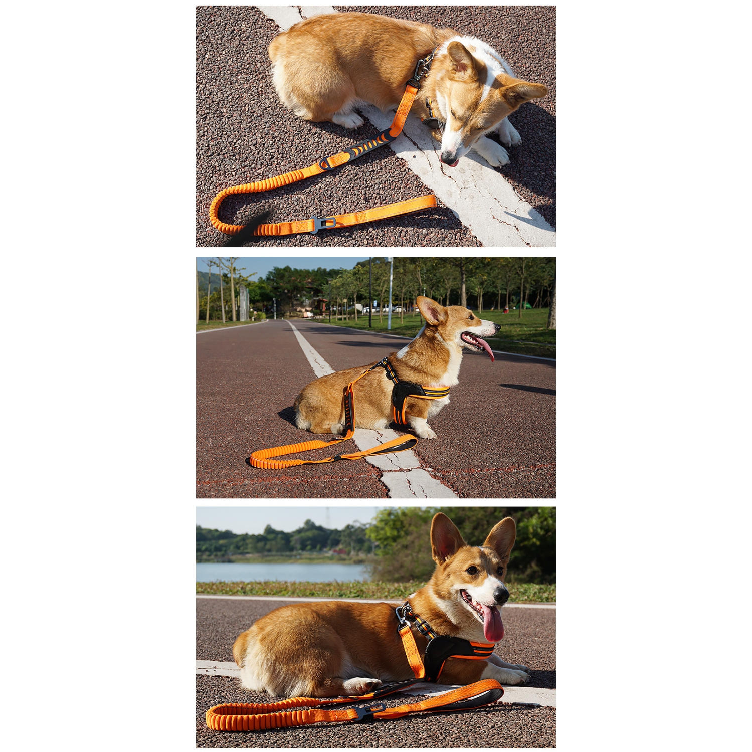 Pet Leash-Elastic Shock Absorption, Reflective Padded Handle, Comes with Car Seat Belt Clip, Adjustable Dog Leash, Suitable for Medium-Sized Dogs and