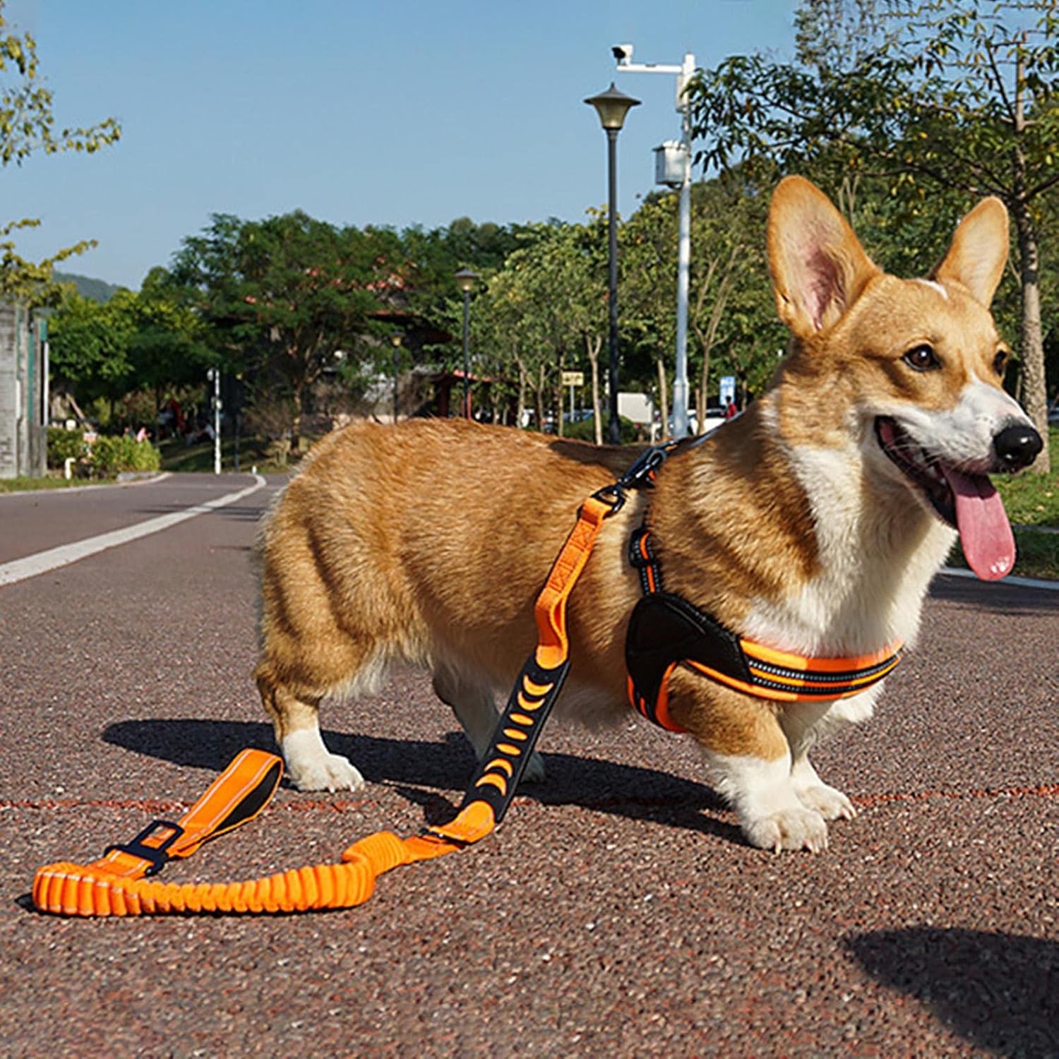 Pet Leash-Elastic Shock Absorption, Reflective Padded Handle, Comes with Car Seat Belt Clip, Adjustable Dog Leash, Suitable for Medium-Sized Dogs and