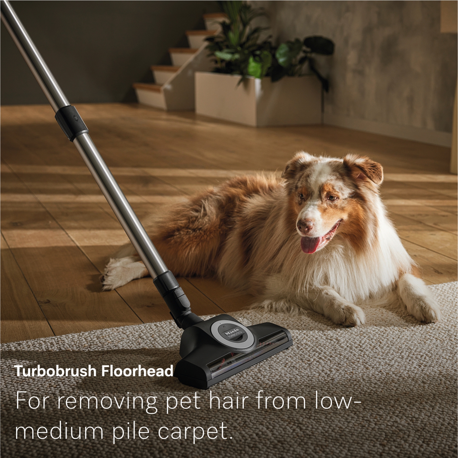 Miele Guard M1 Cat & Dog Cannister | Bagged Vacuum for Pet Hair with TurboBrush, Active AirClean Filter, and Long Reach for Carpets and Hard Floors |