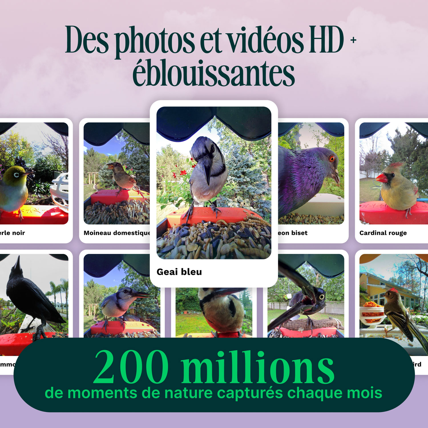 Mangeoire à oiseaux intelligente à énergie solaire Pro avec caméra et extension de perchoir de Bird Buddy - Bleu - Partenaire de détail exclusif