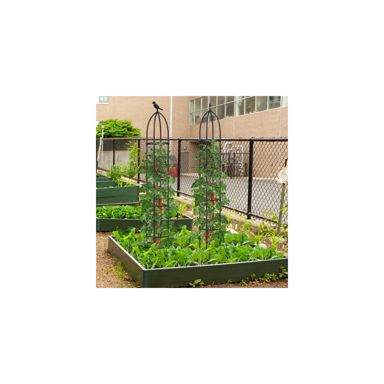 Metal Obelisk Trellis 2-Pack for Climbing Roses, Cucumbers & Flowering Vines