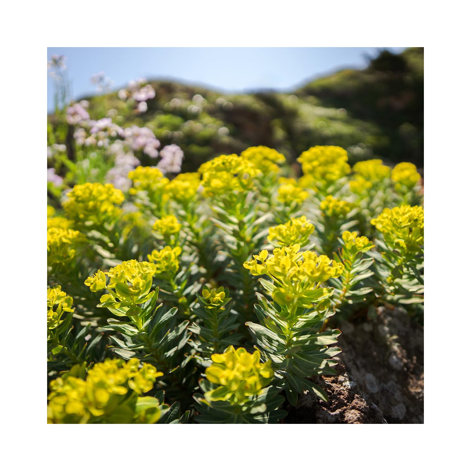 Sigma 12mm f/1.4 DC Contemporary Lens